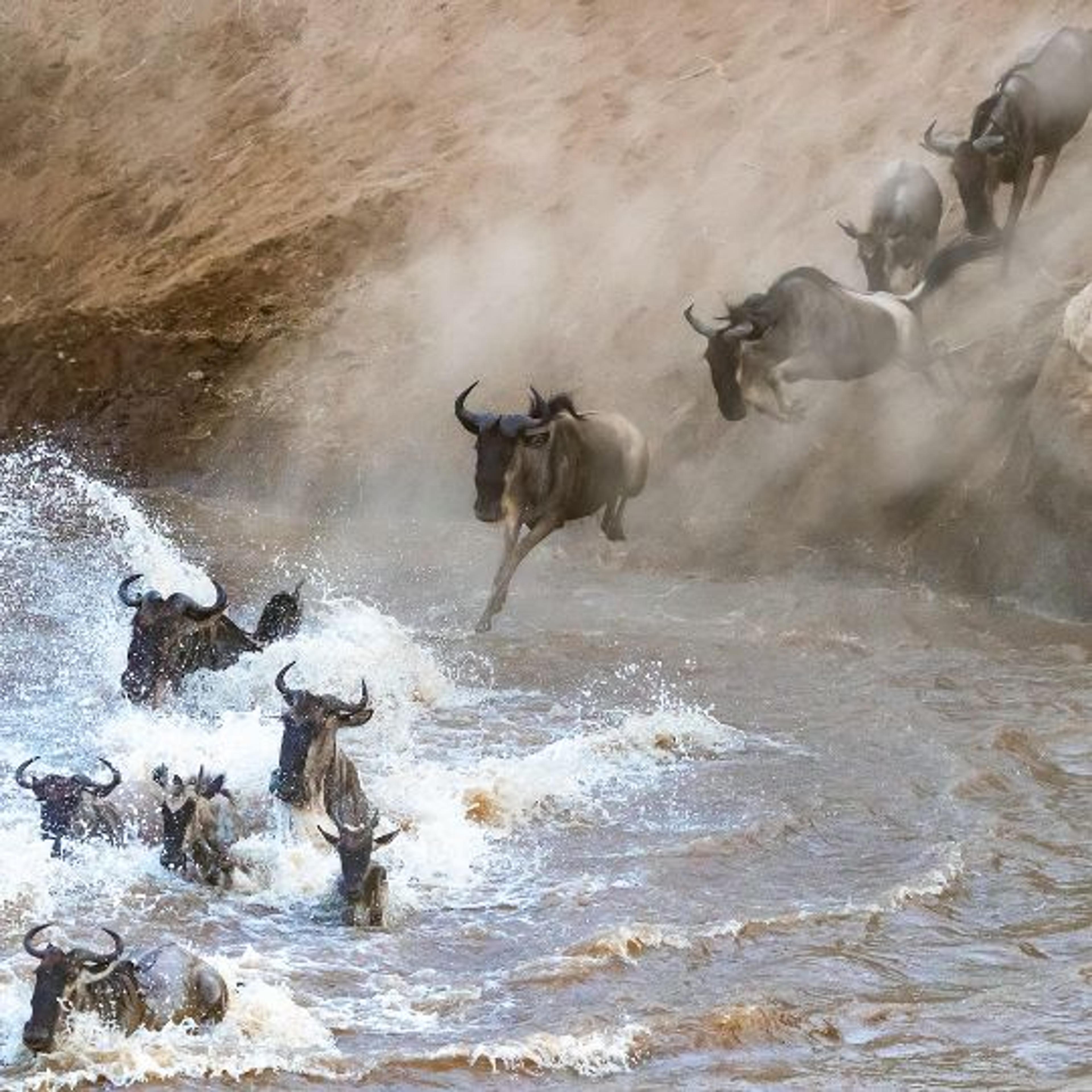 migration