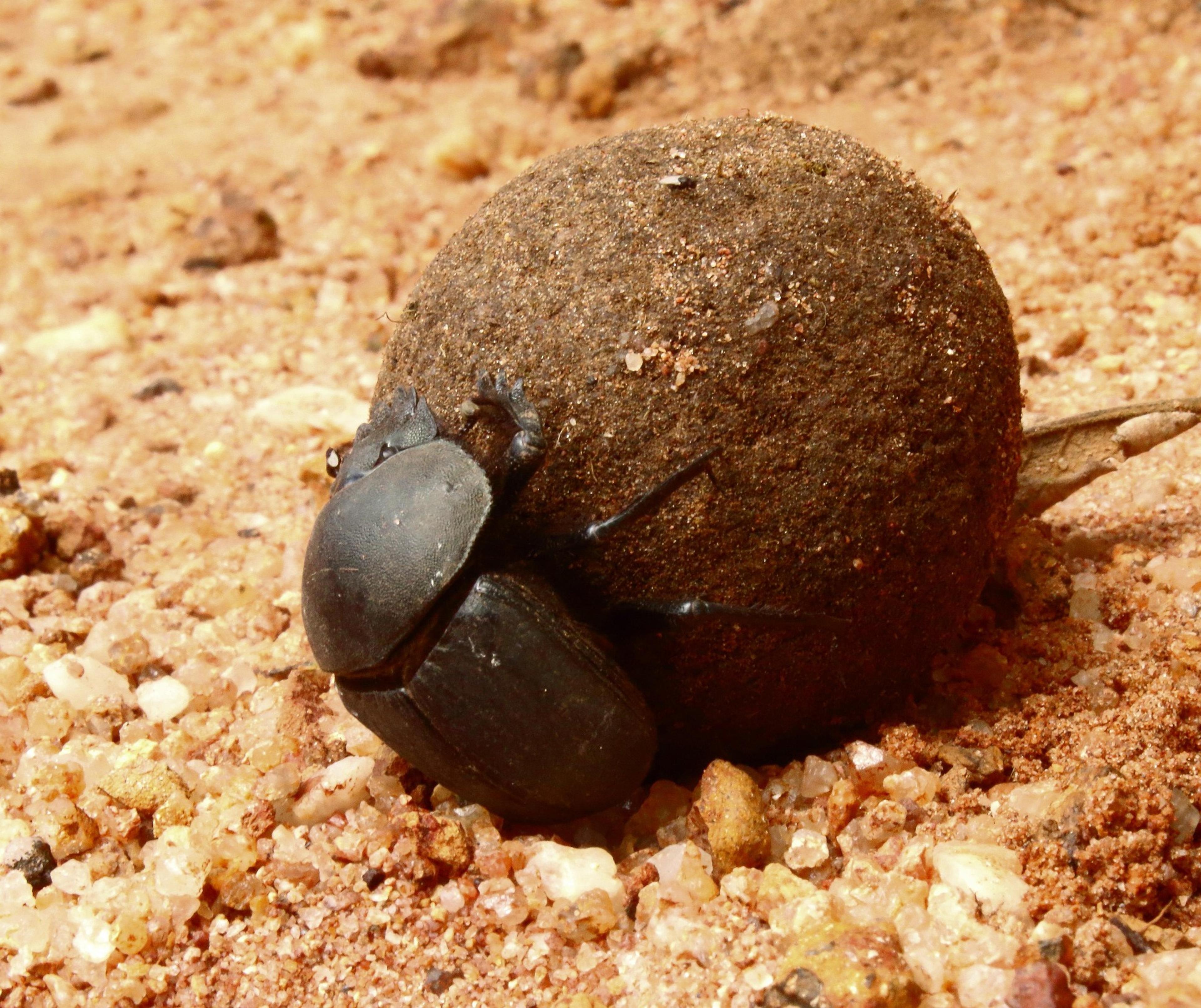 dung beetle