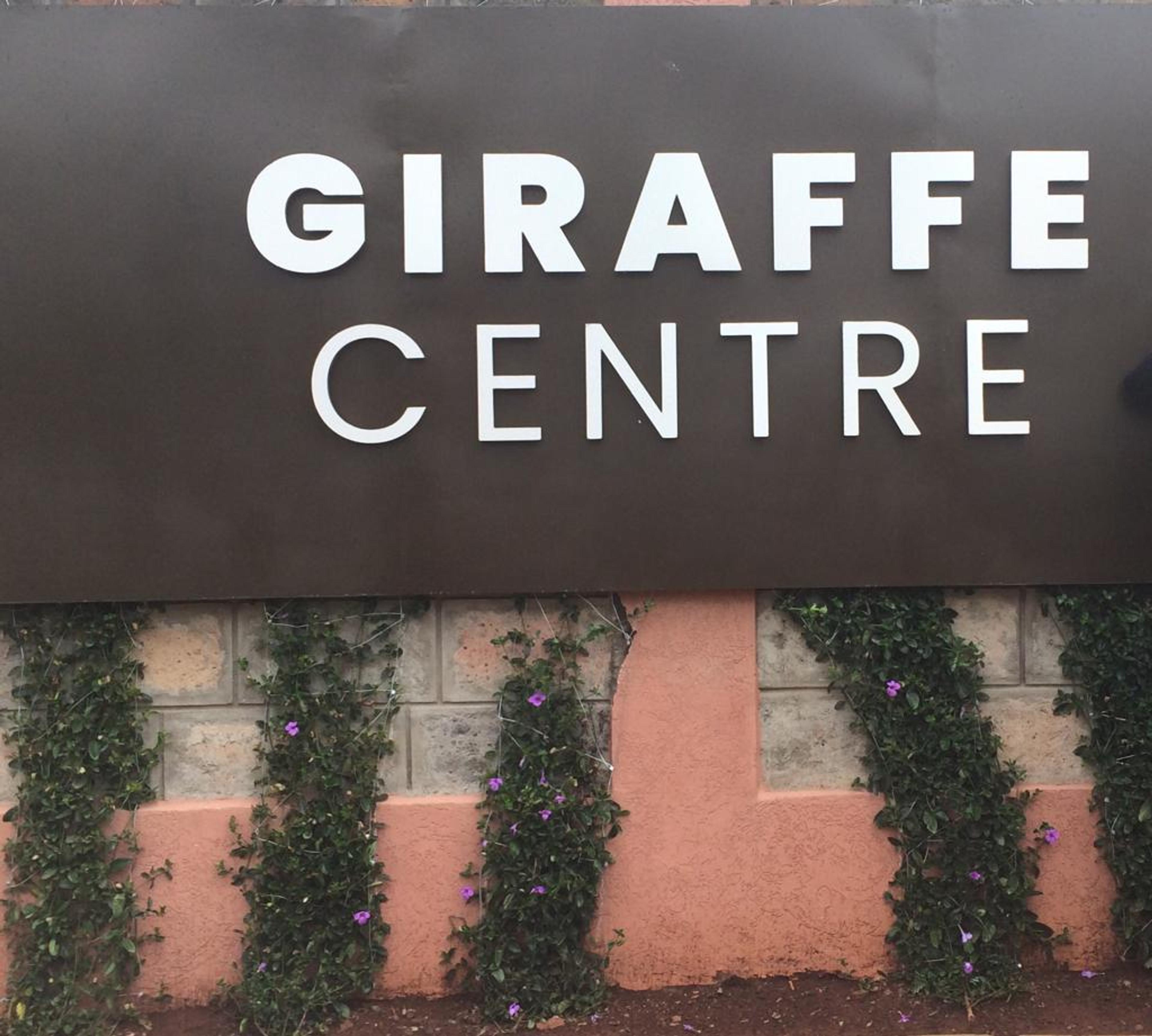 giraffe