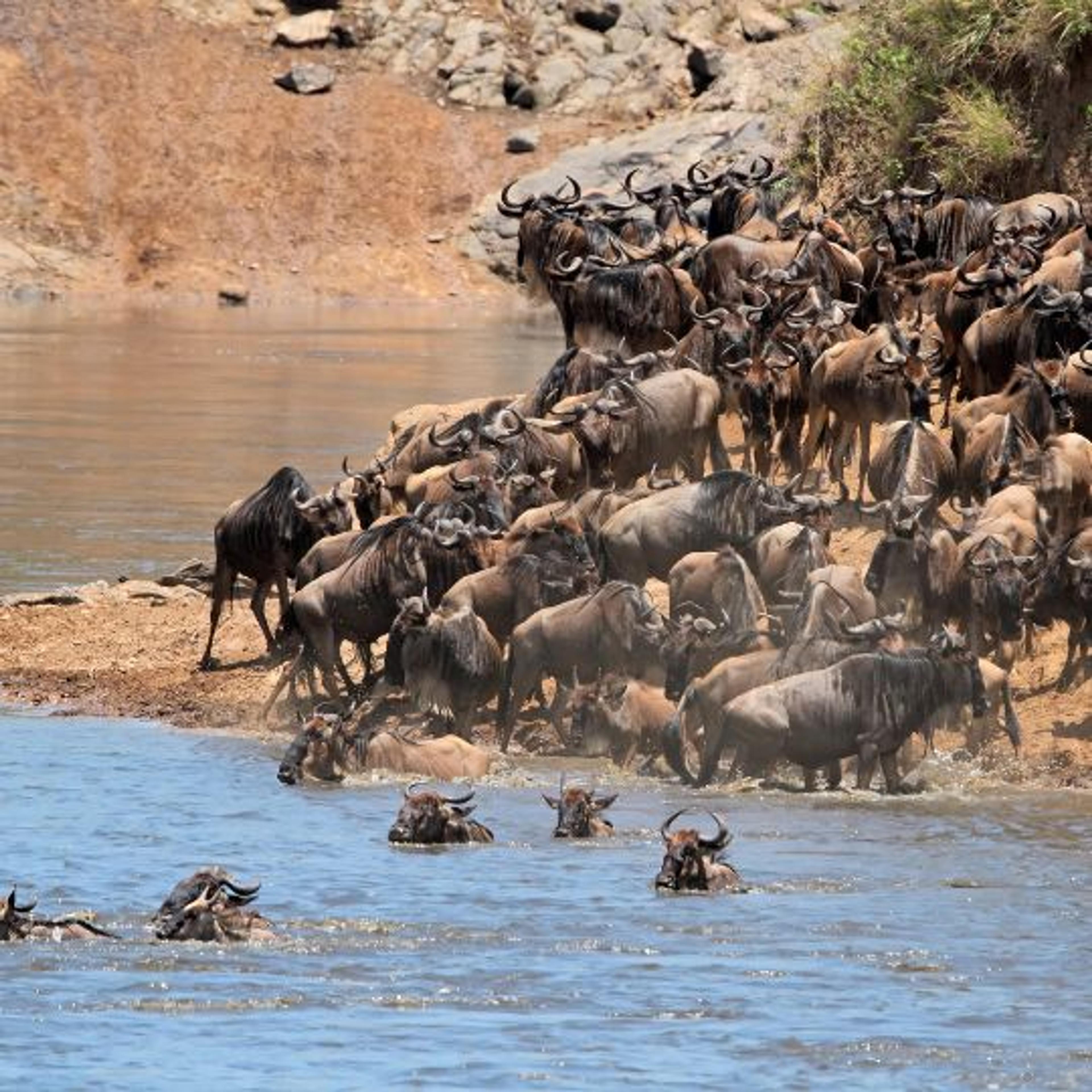 migration