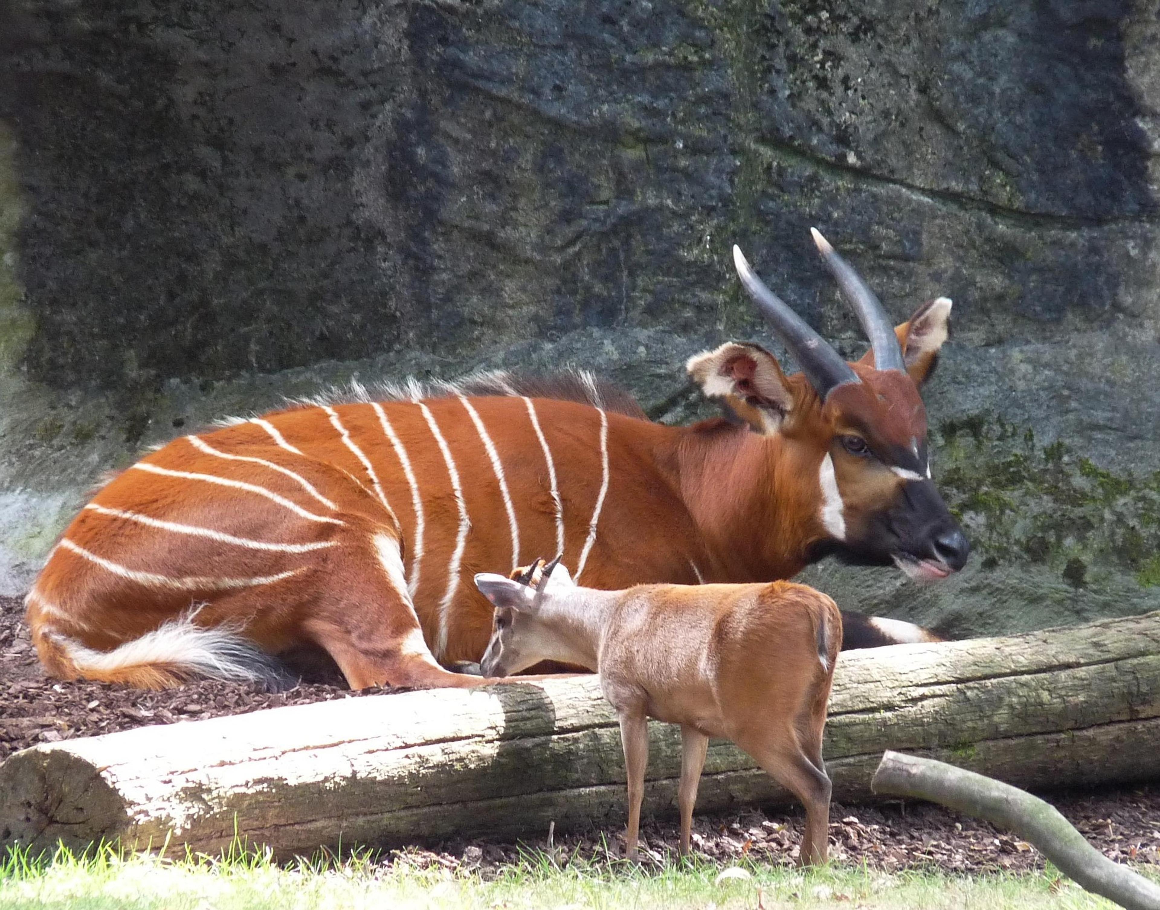 Mountain Bongo