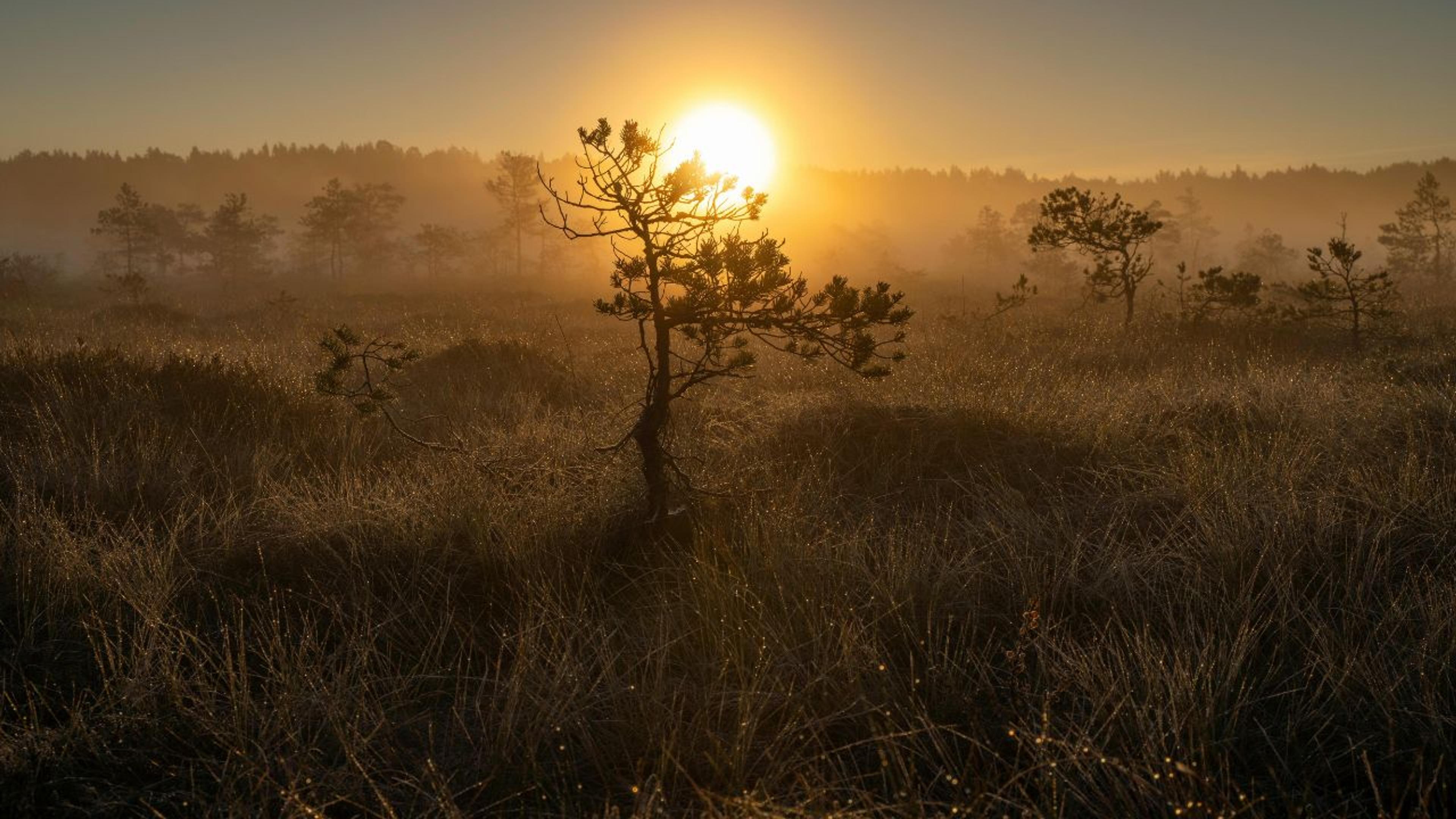 morning safari