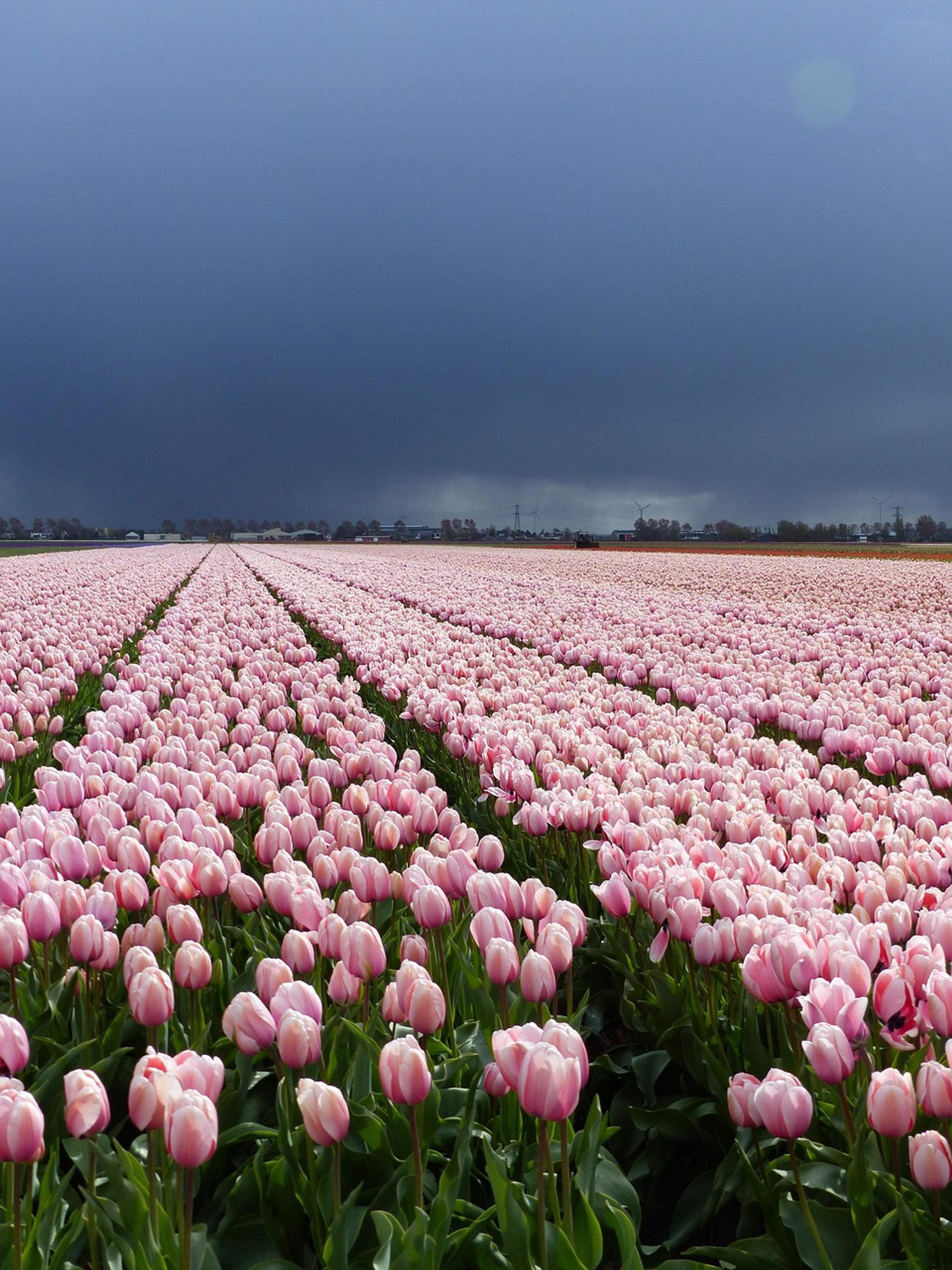 tulips