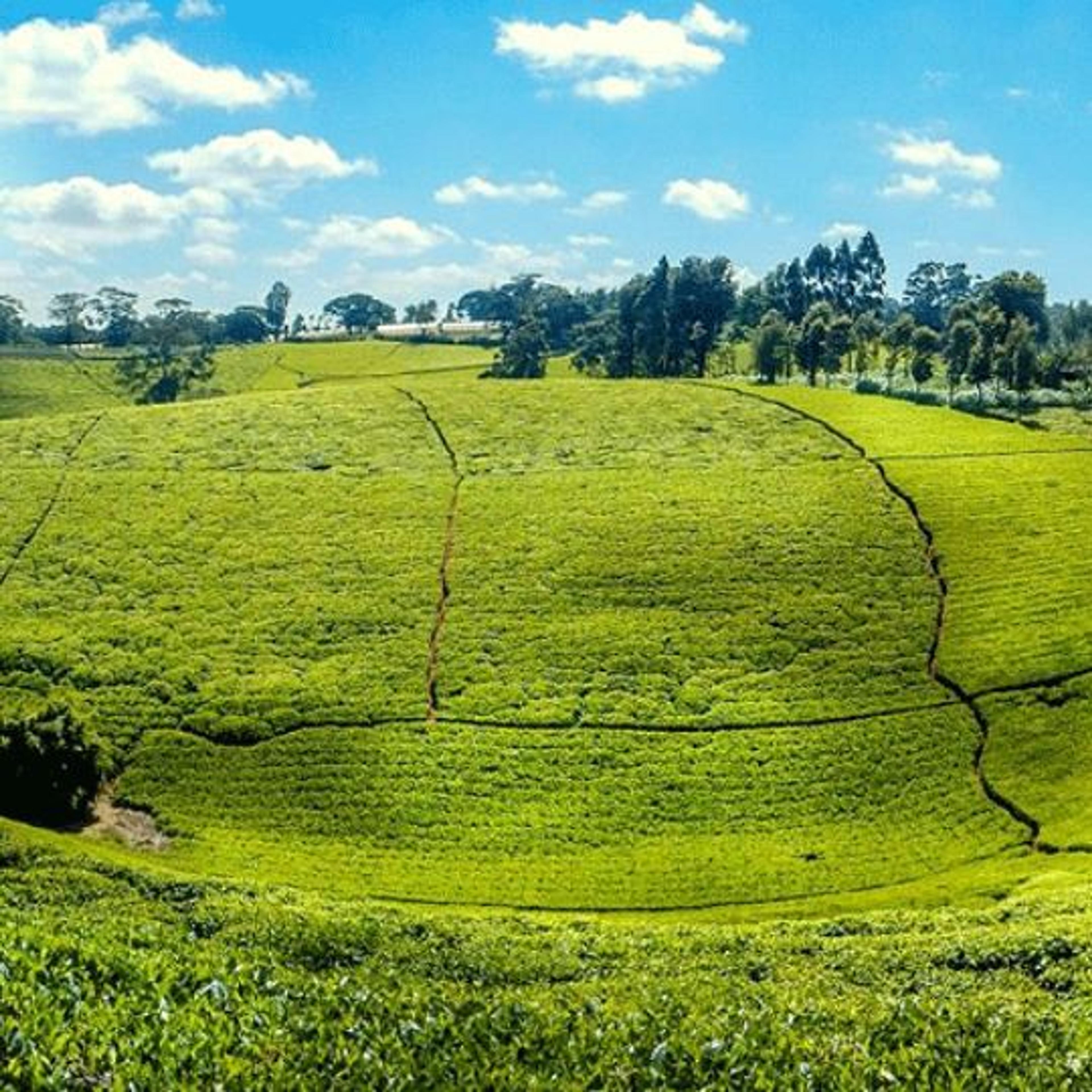 tea farm
