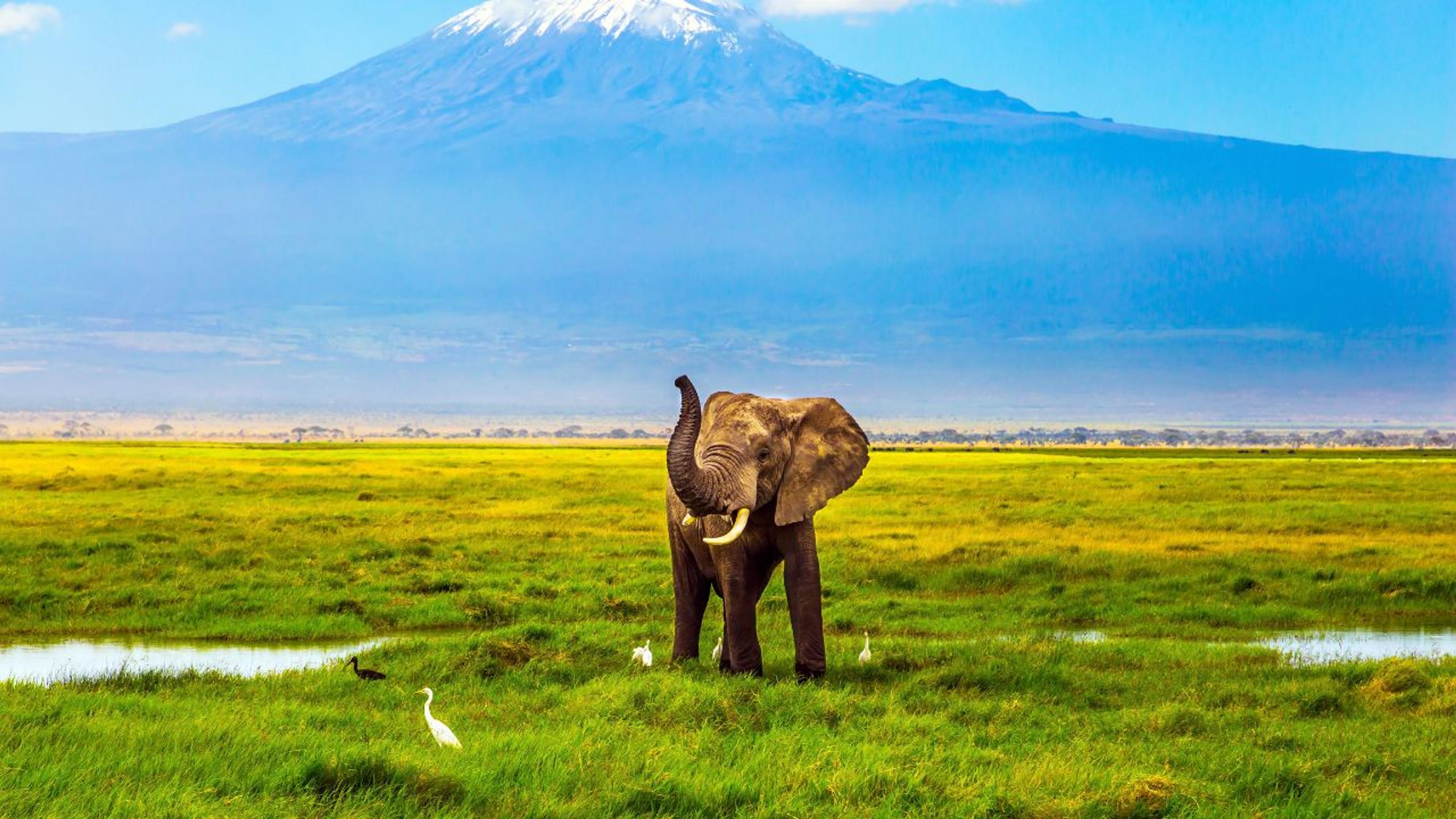elephant