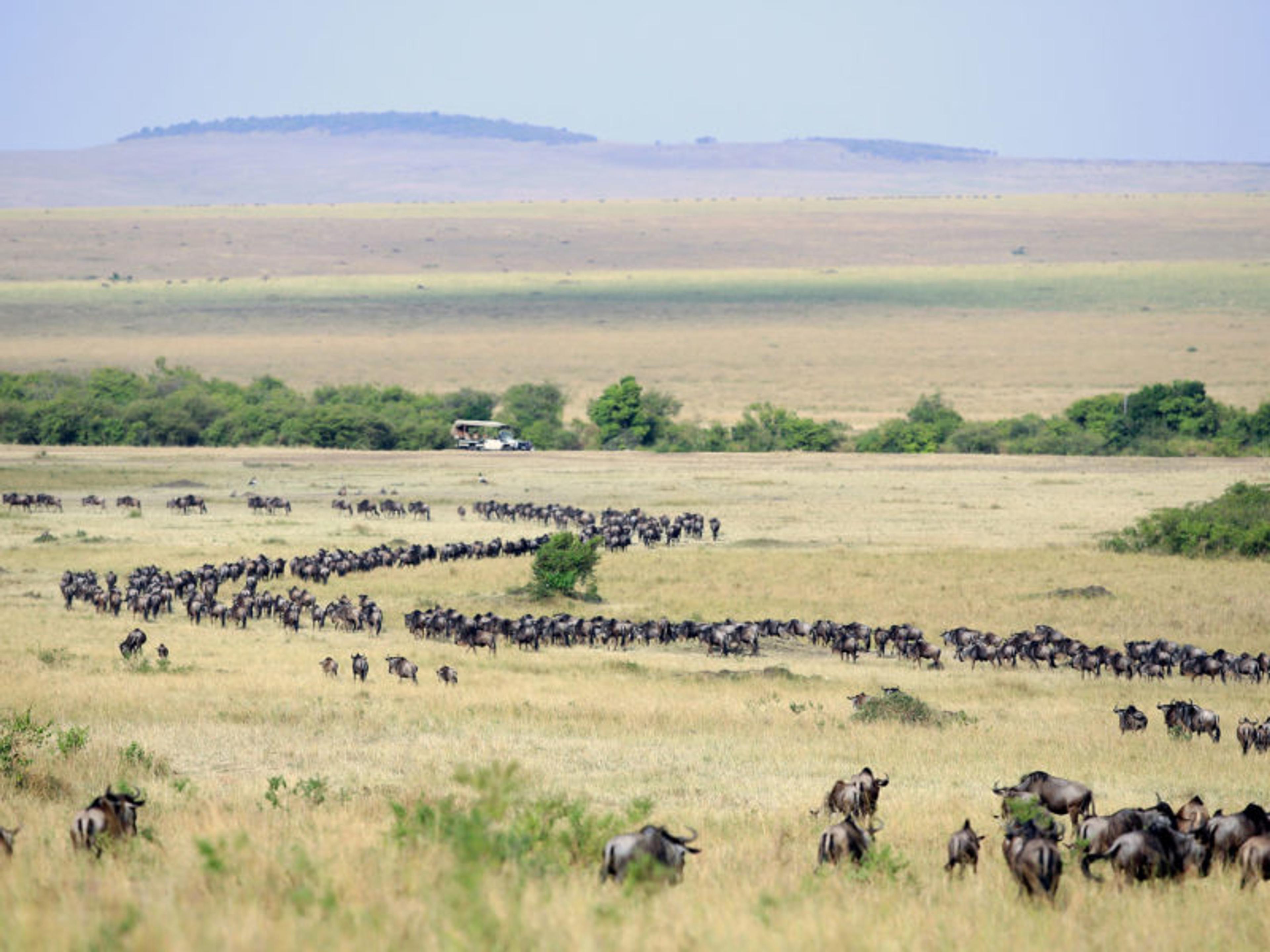 Increased tourist visit to the Maasai Mara