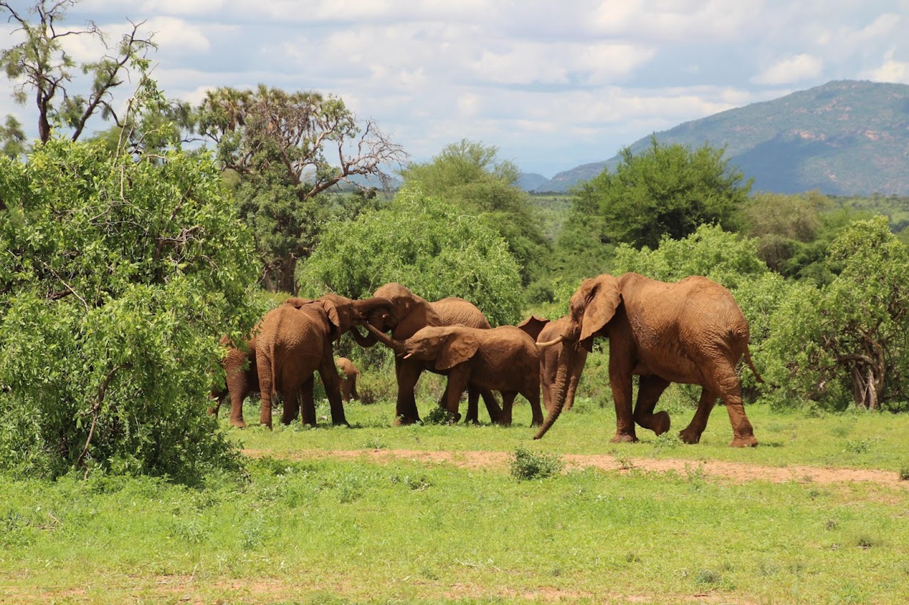 Safaris Hub — Pathway card 1 — Kendirita Tours and Travel