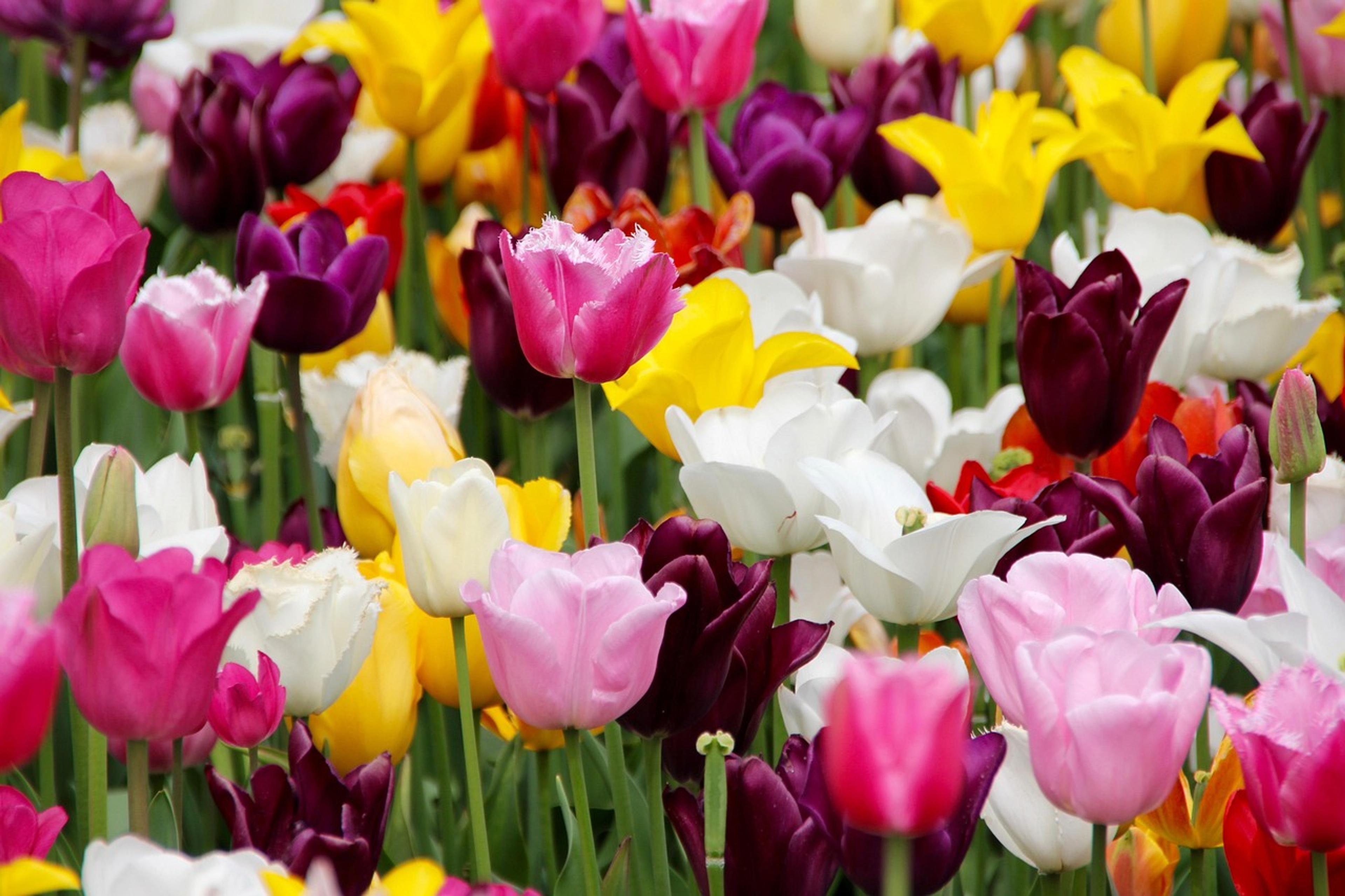 colourful tulips