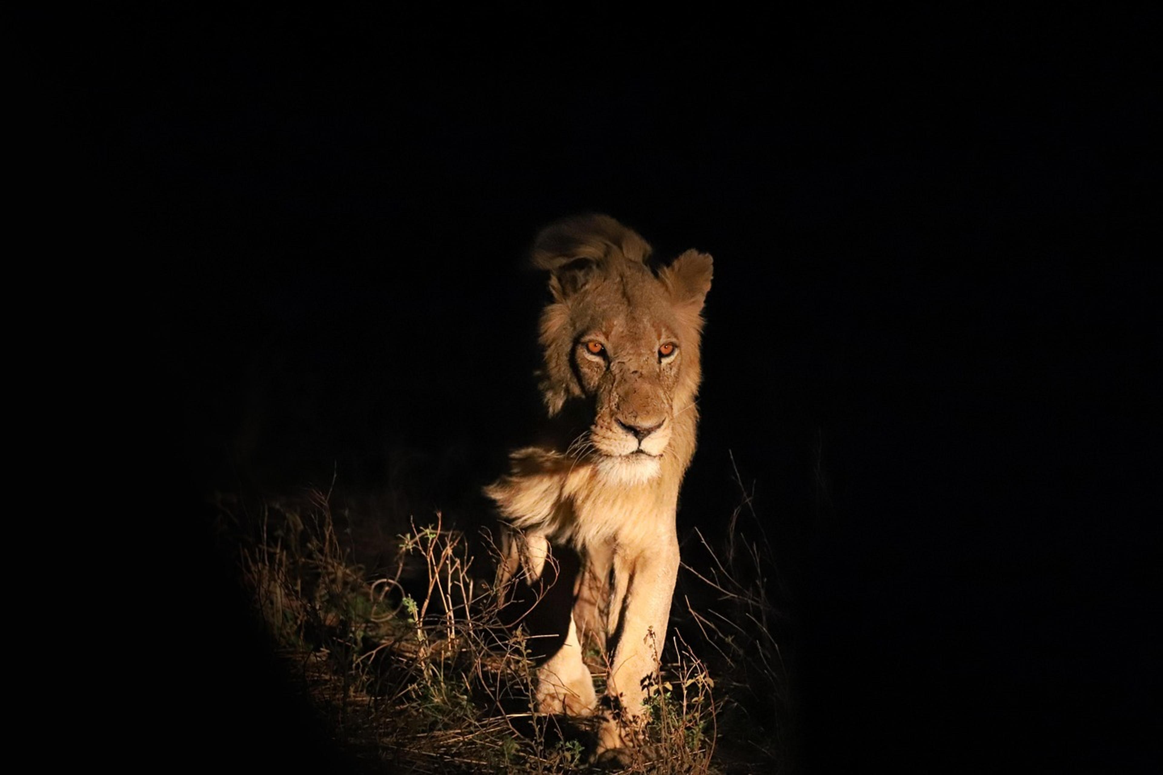 Nocturnal hunter