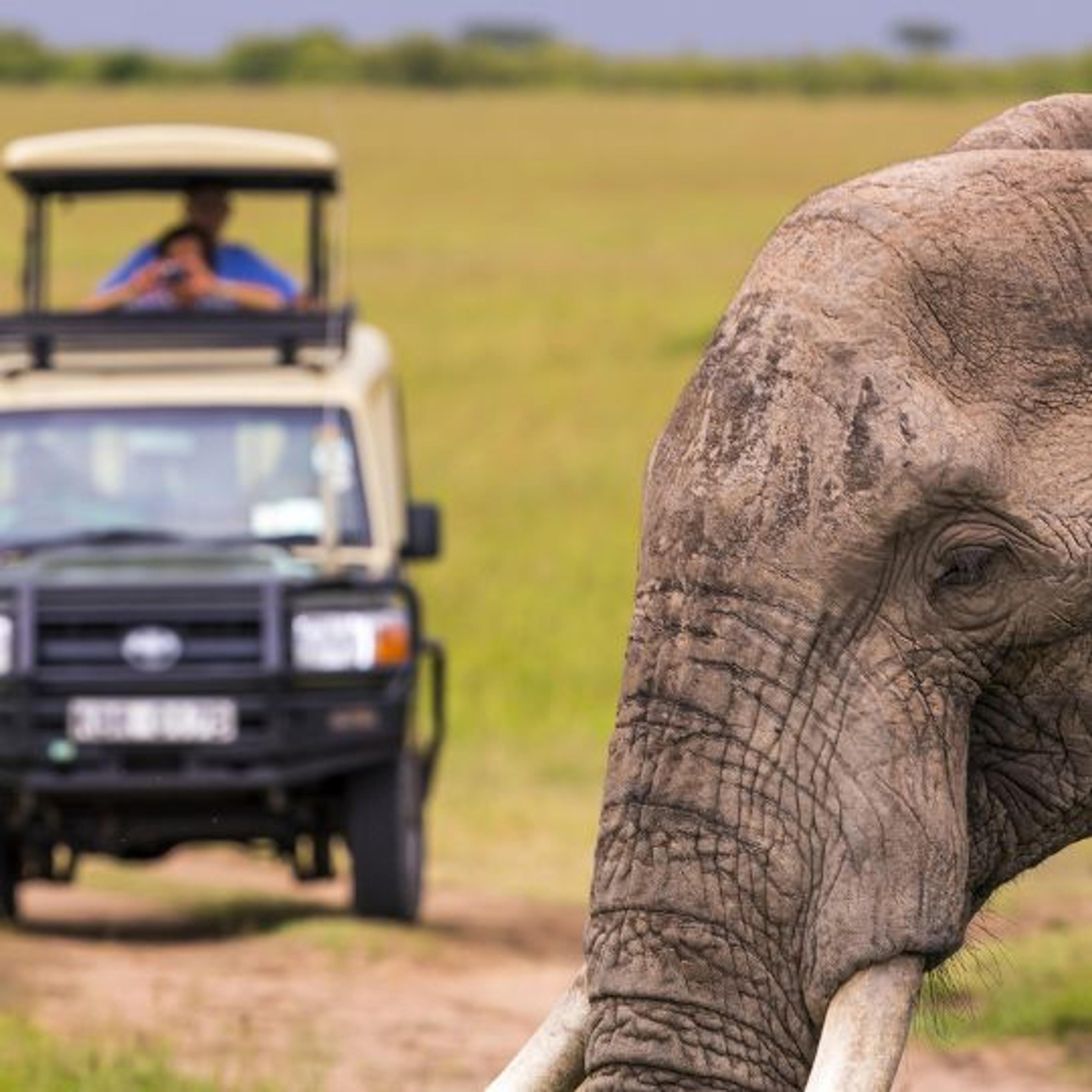 wildlife