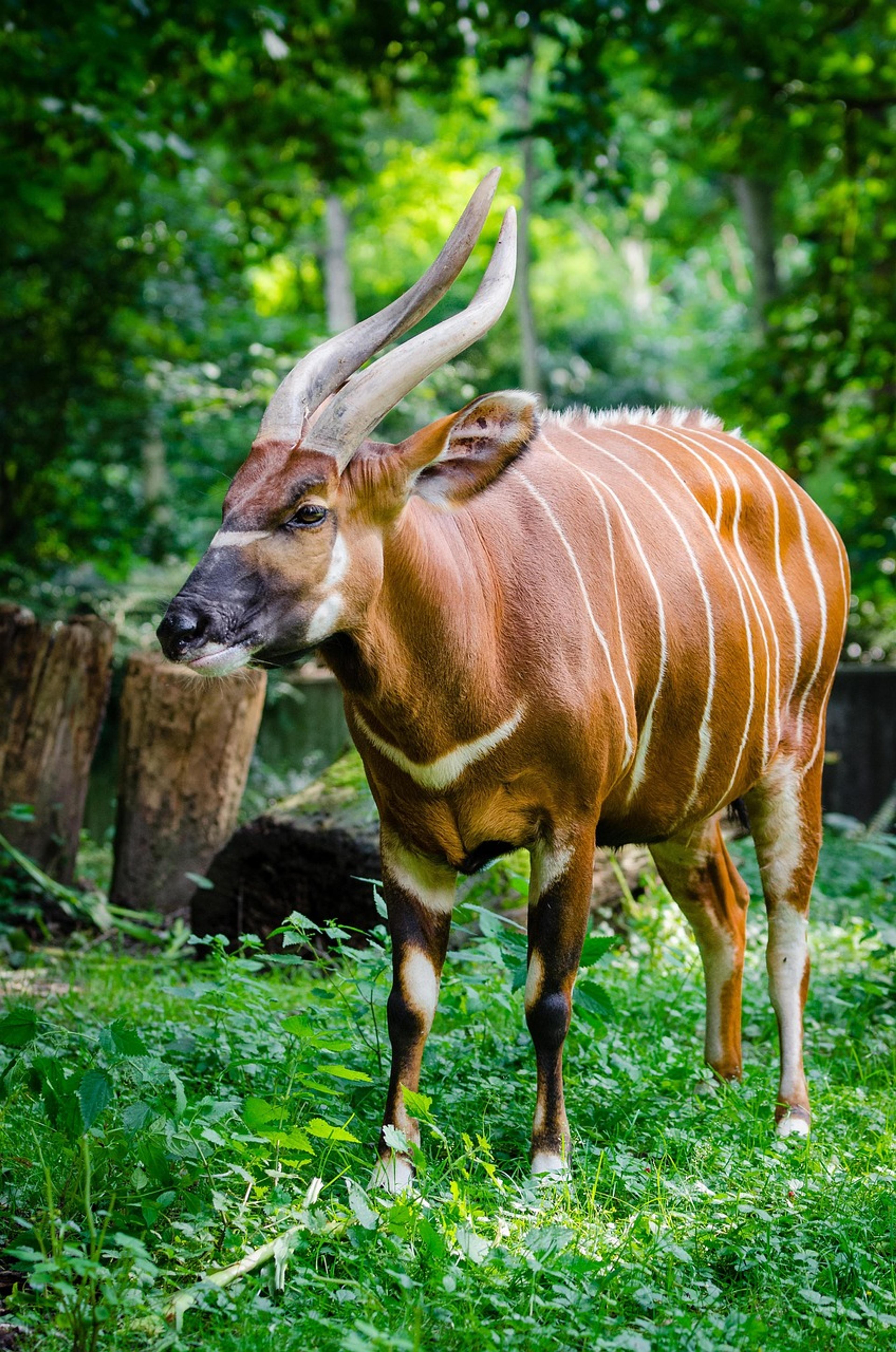 Mountain Bongo