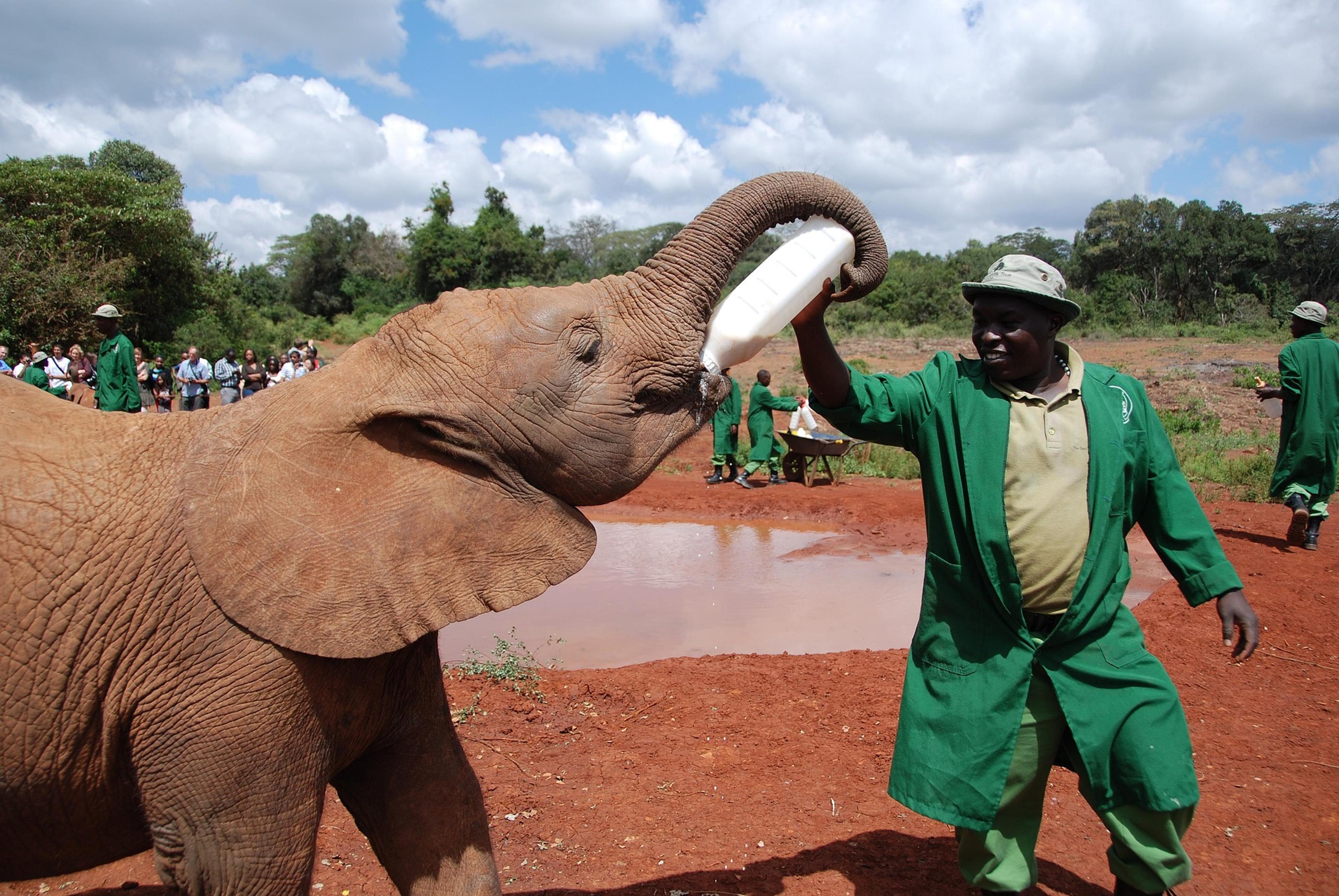 elephant