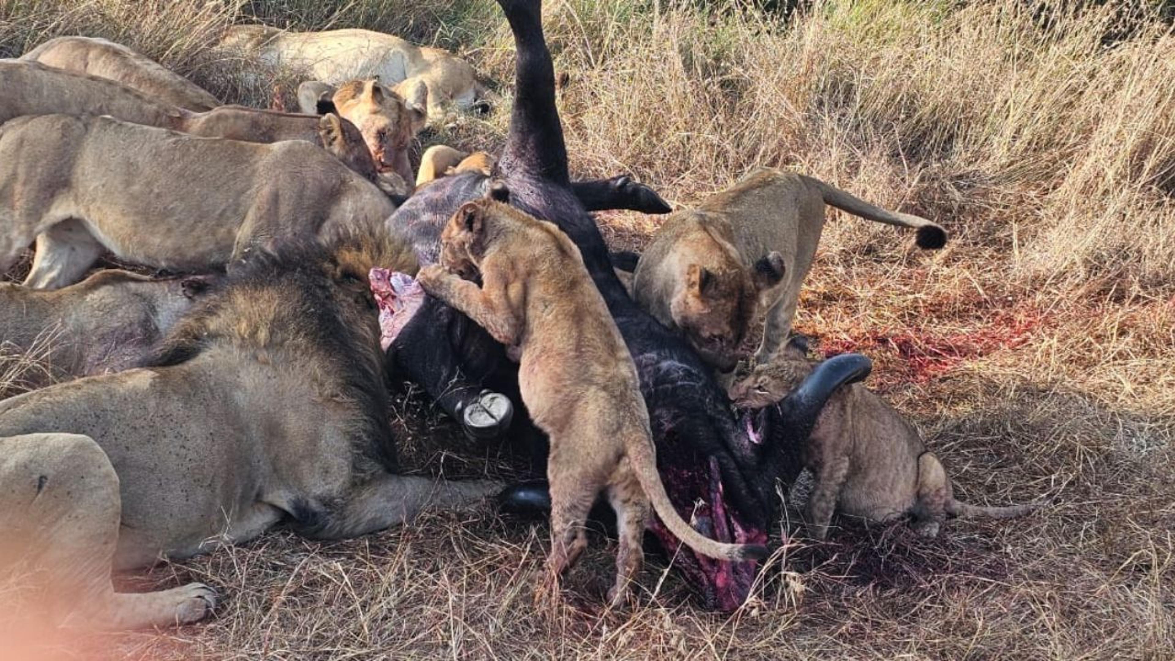 lions