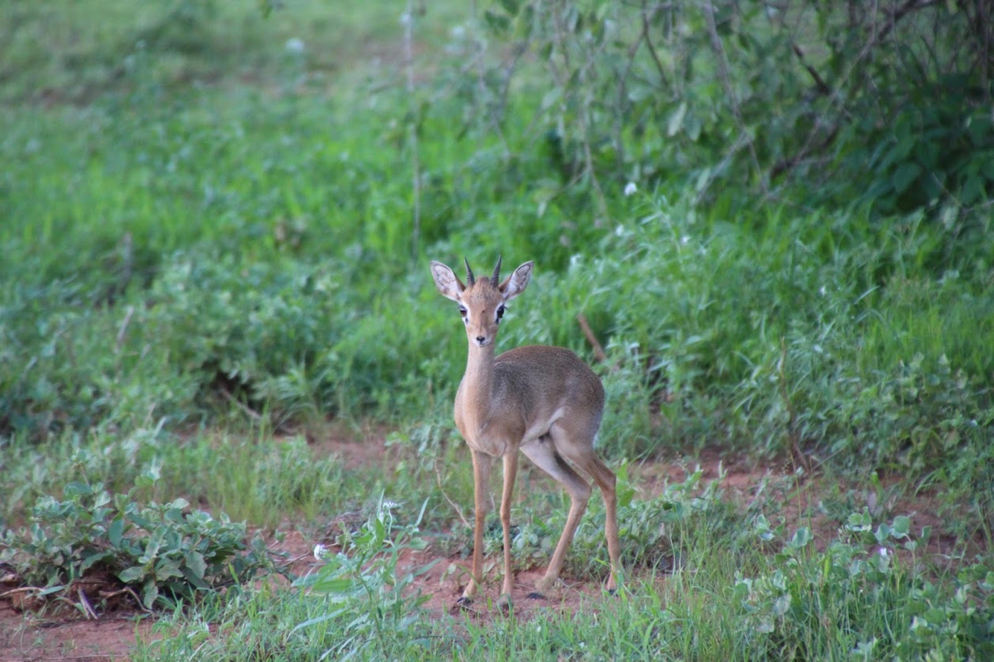 Gerenuk