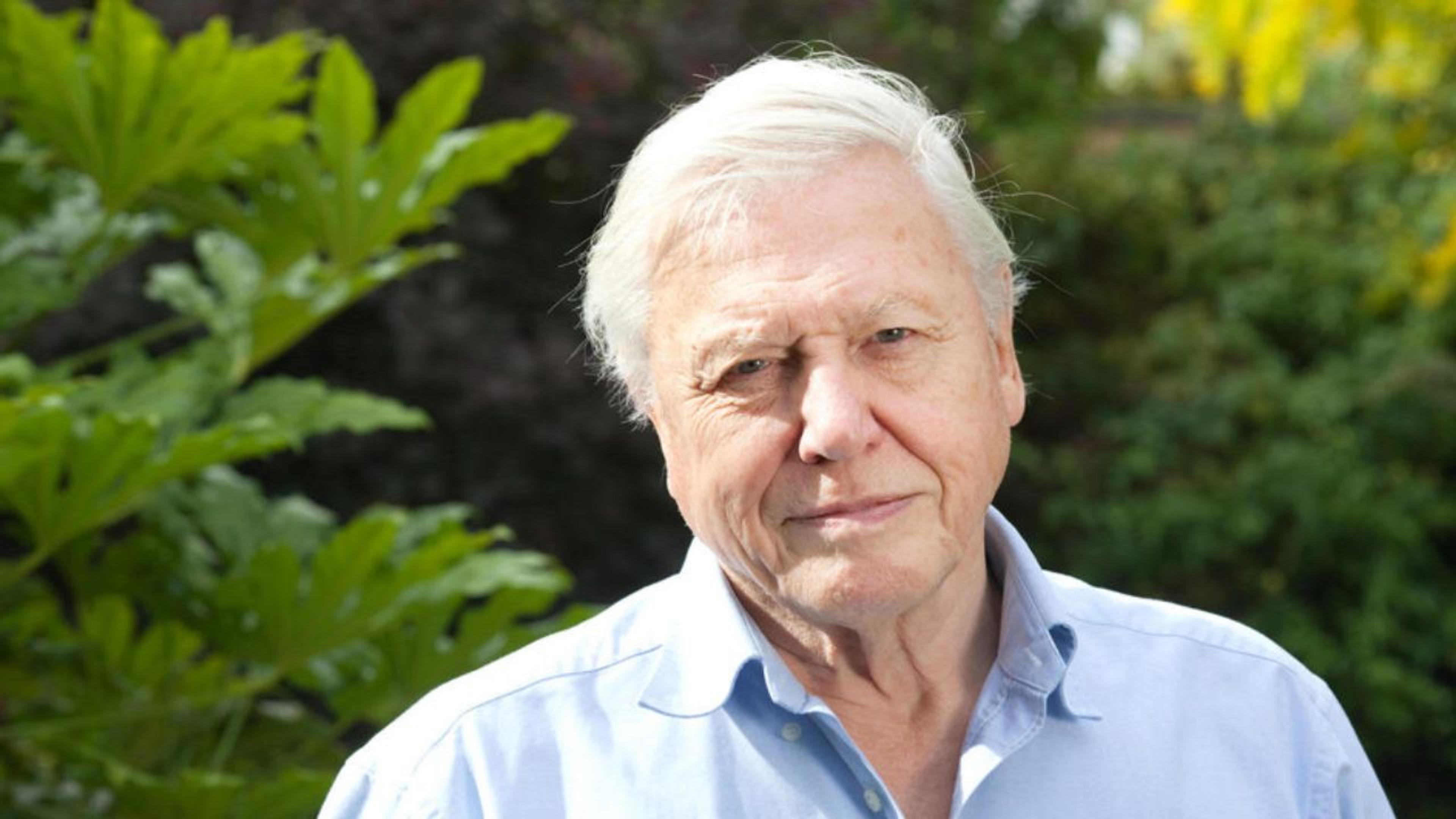 David attenborough
