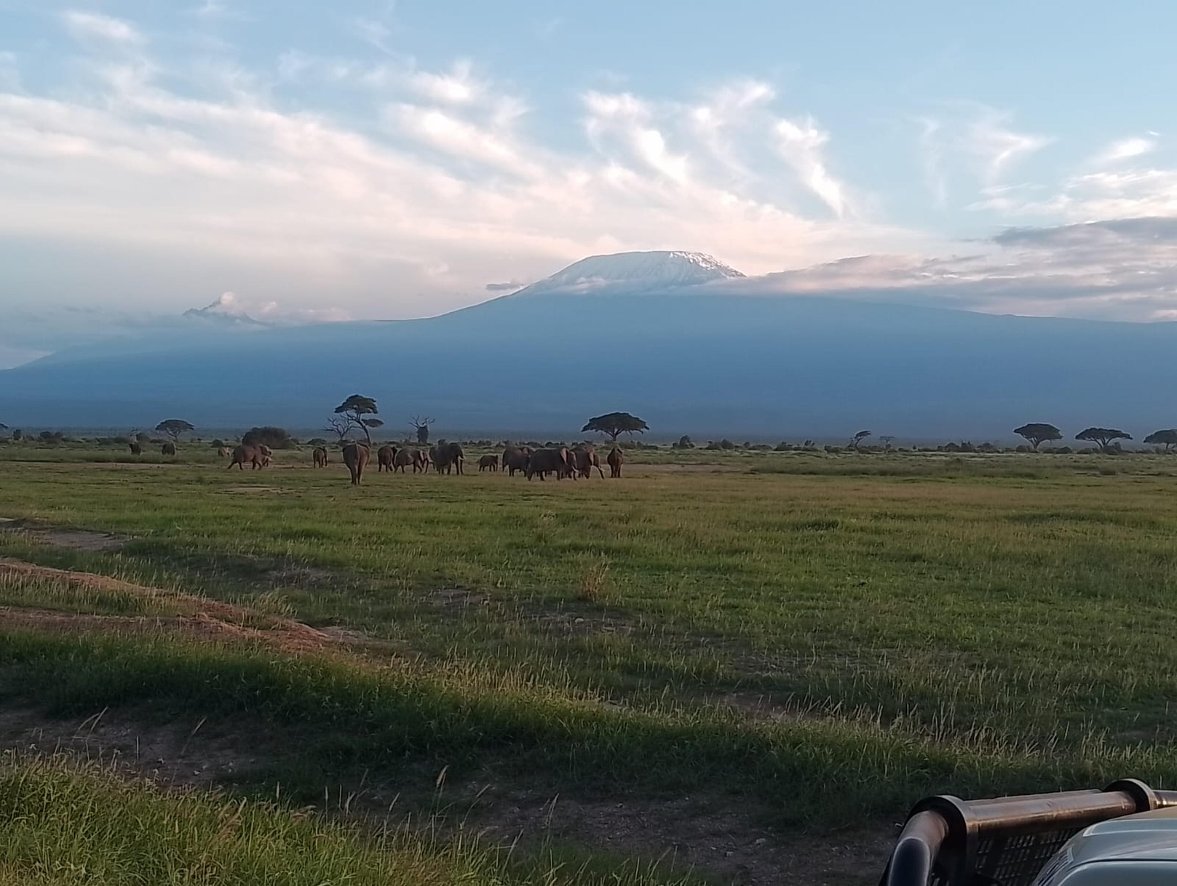 Elephants crossing the open plains of Amboseli National Park with Mount Kilimanjaro in the background.