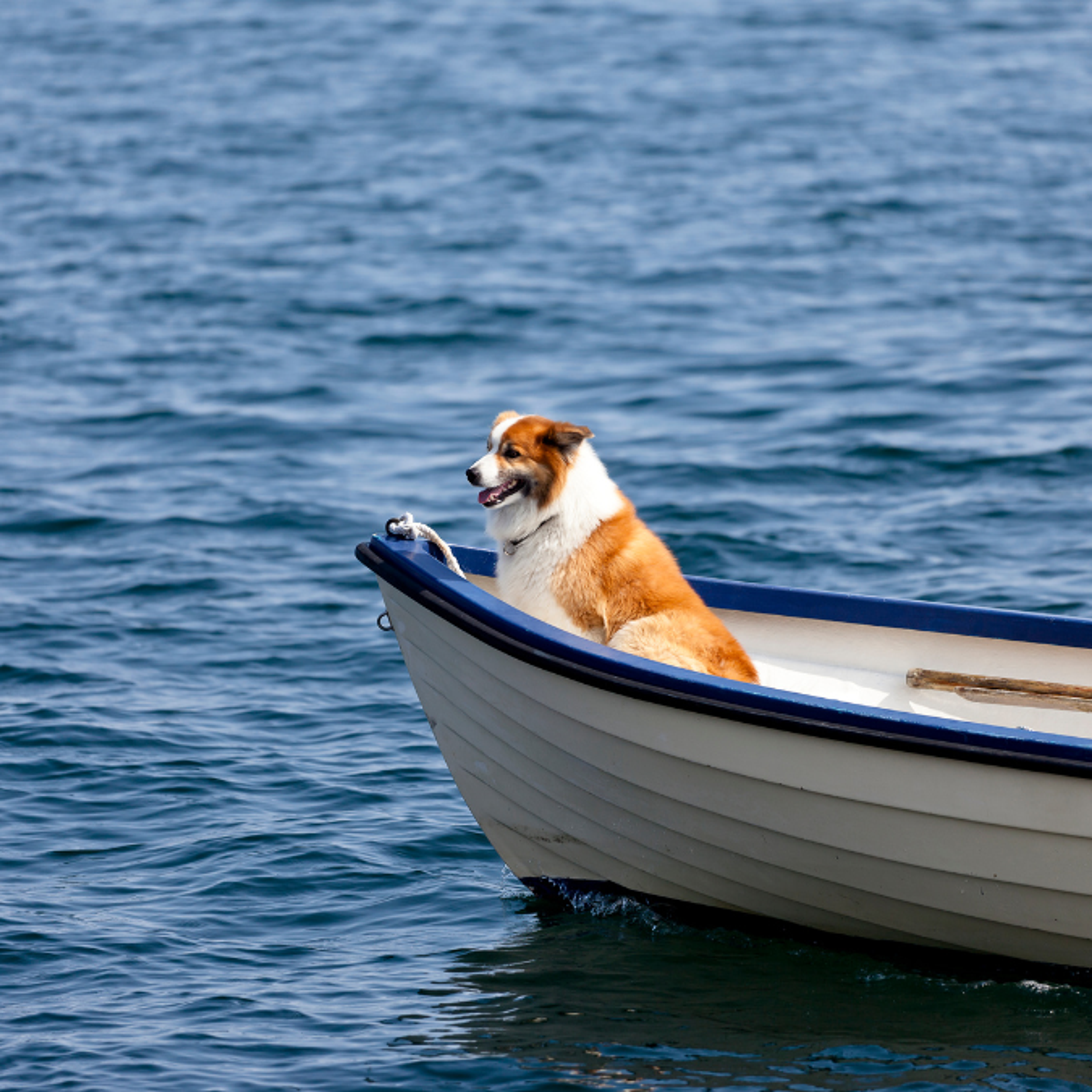 boat rides