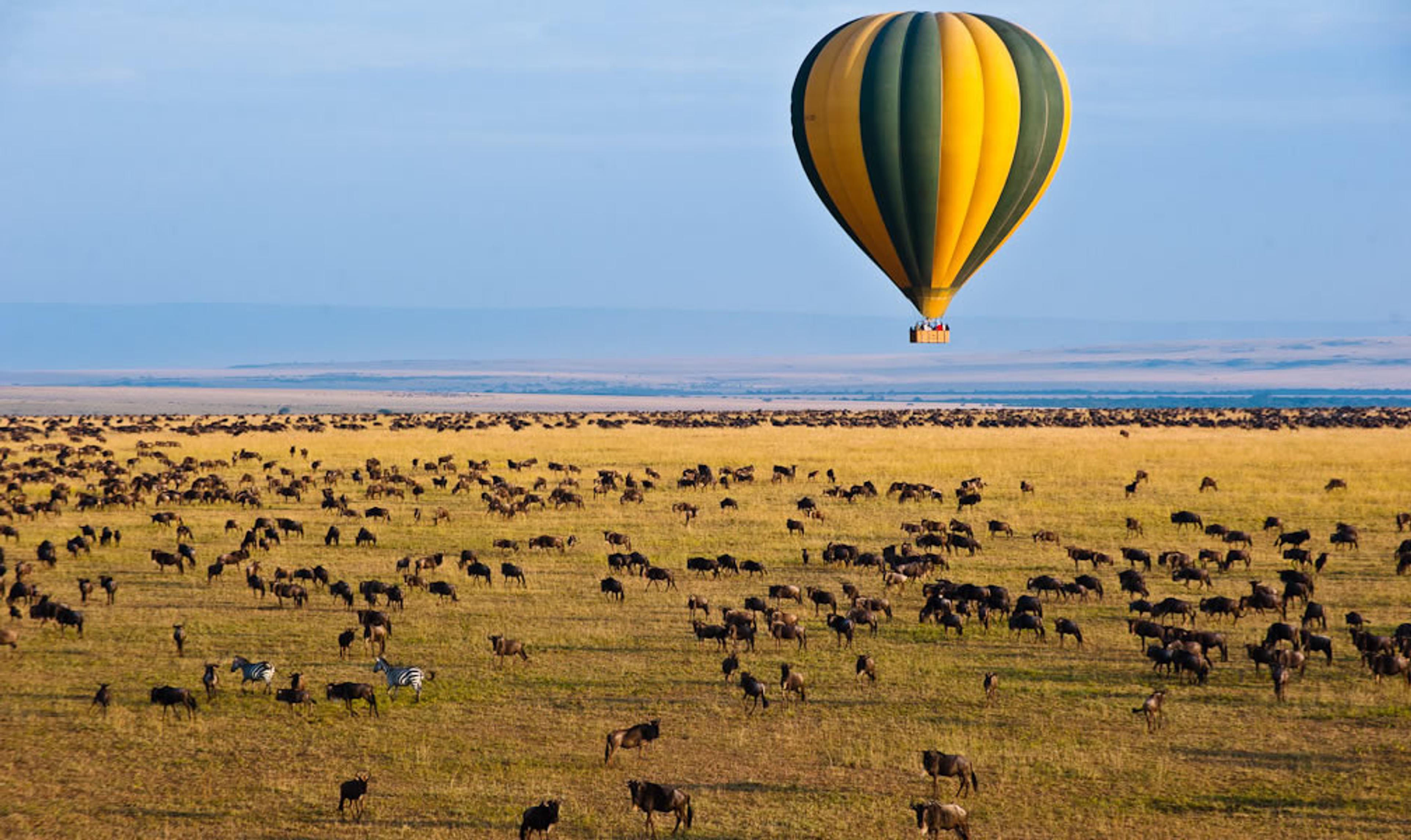 watching the migration