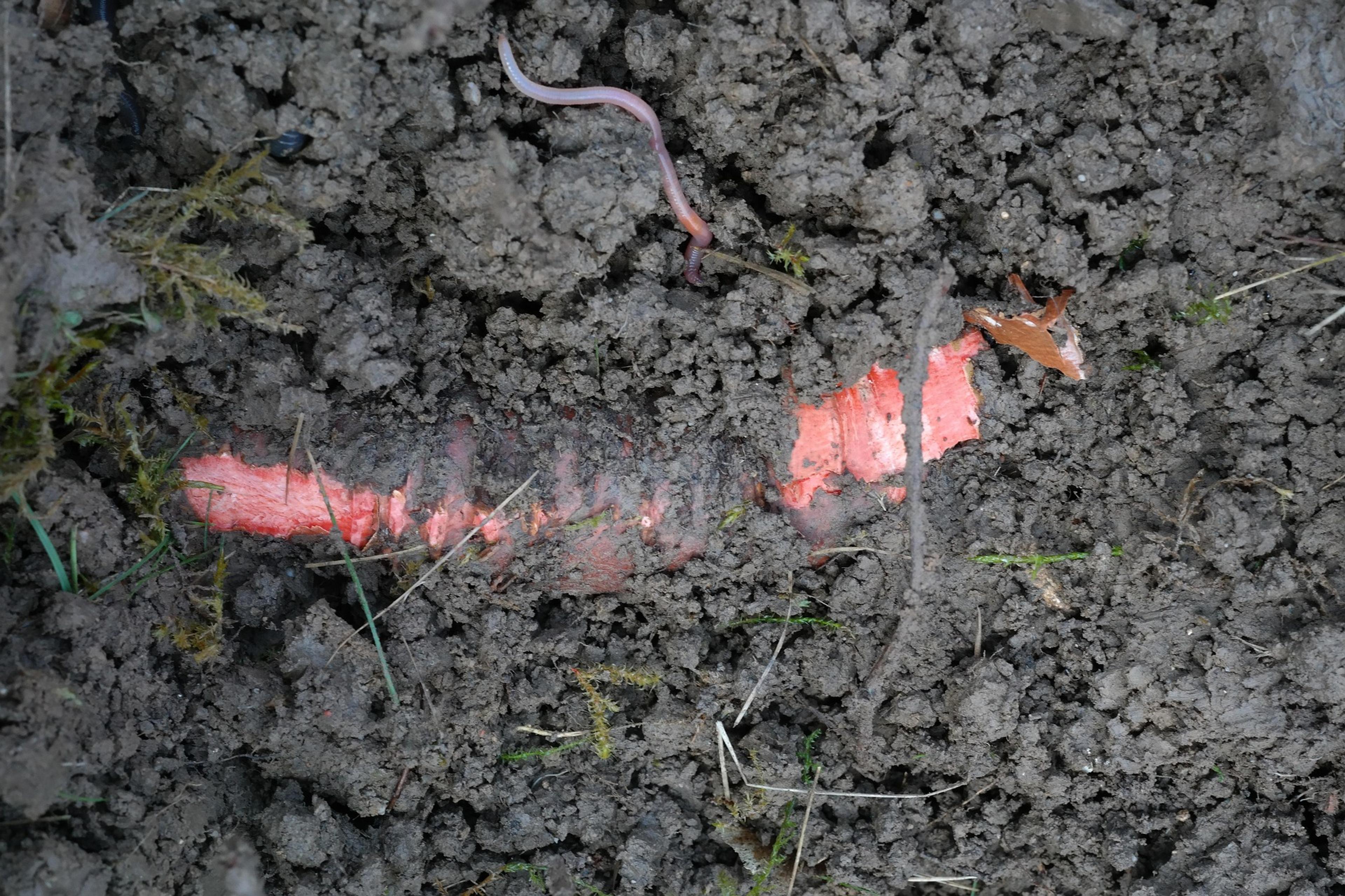 earthworm