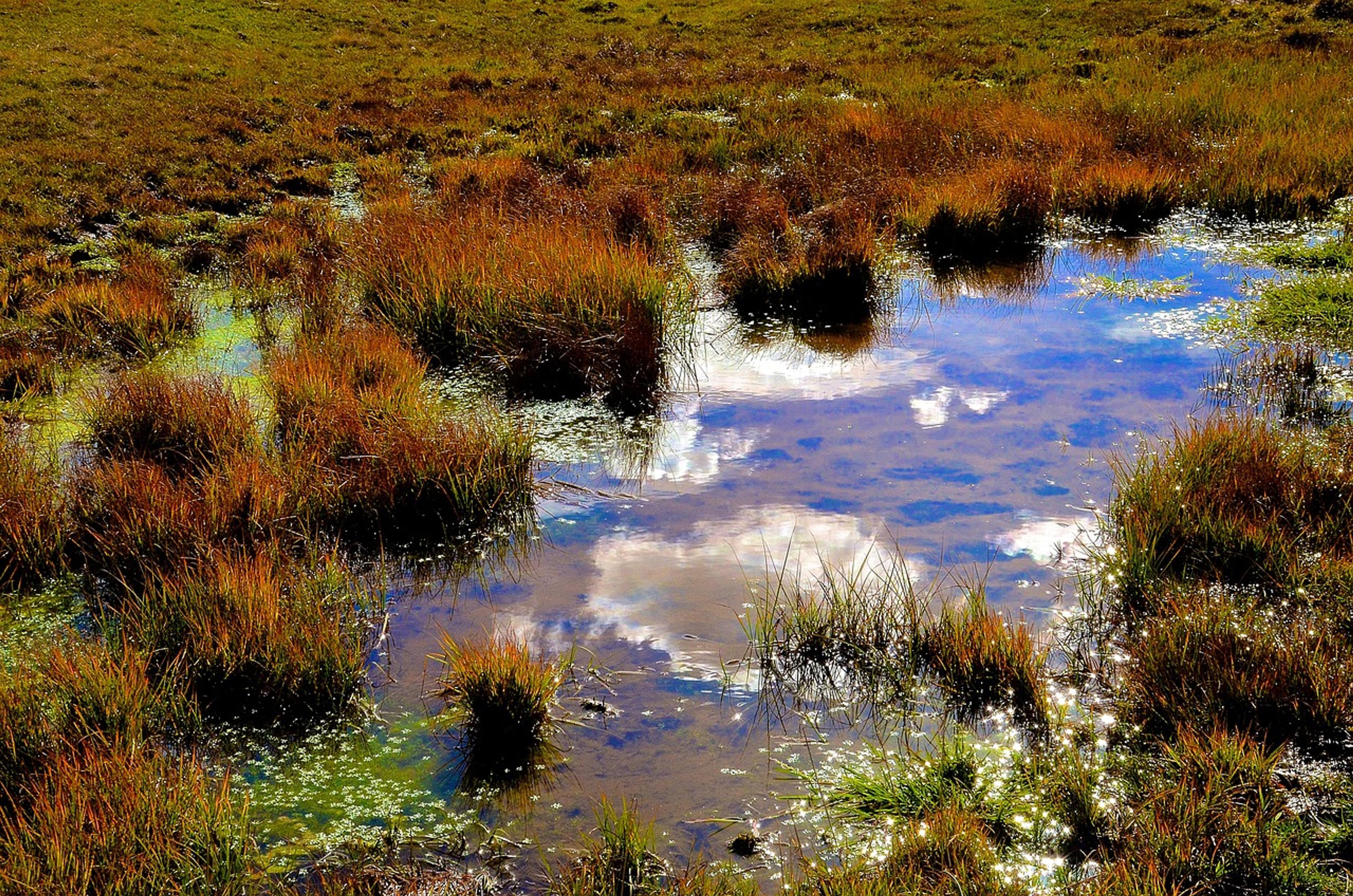 wetlands