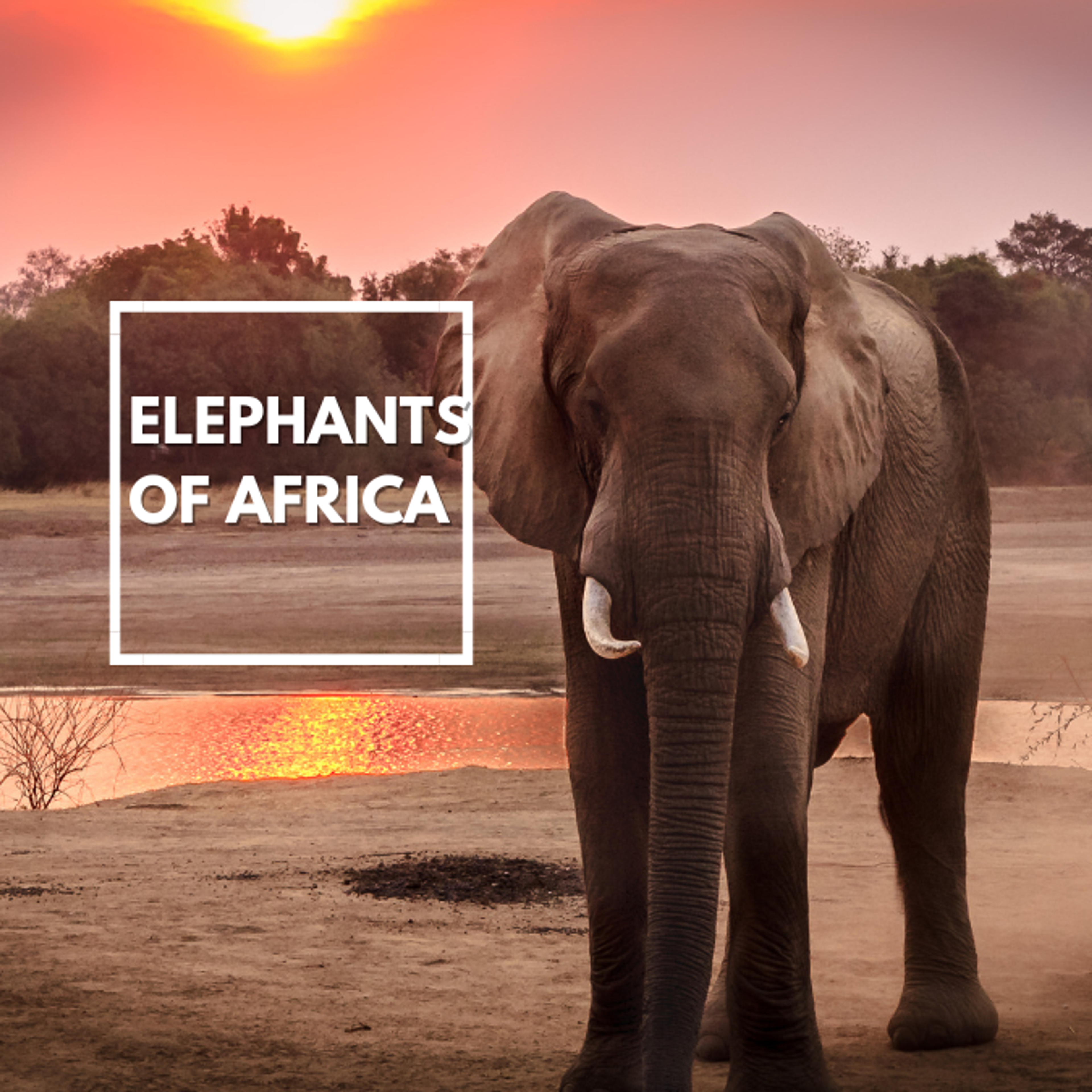 elephants