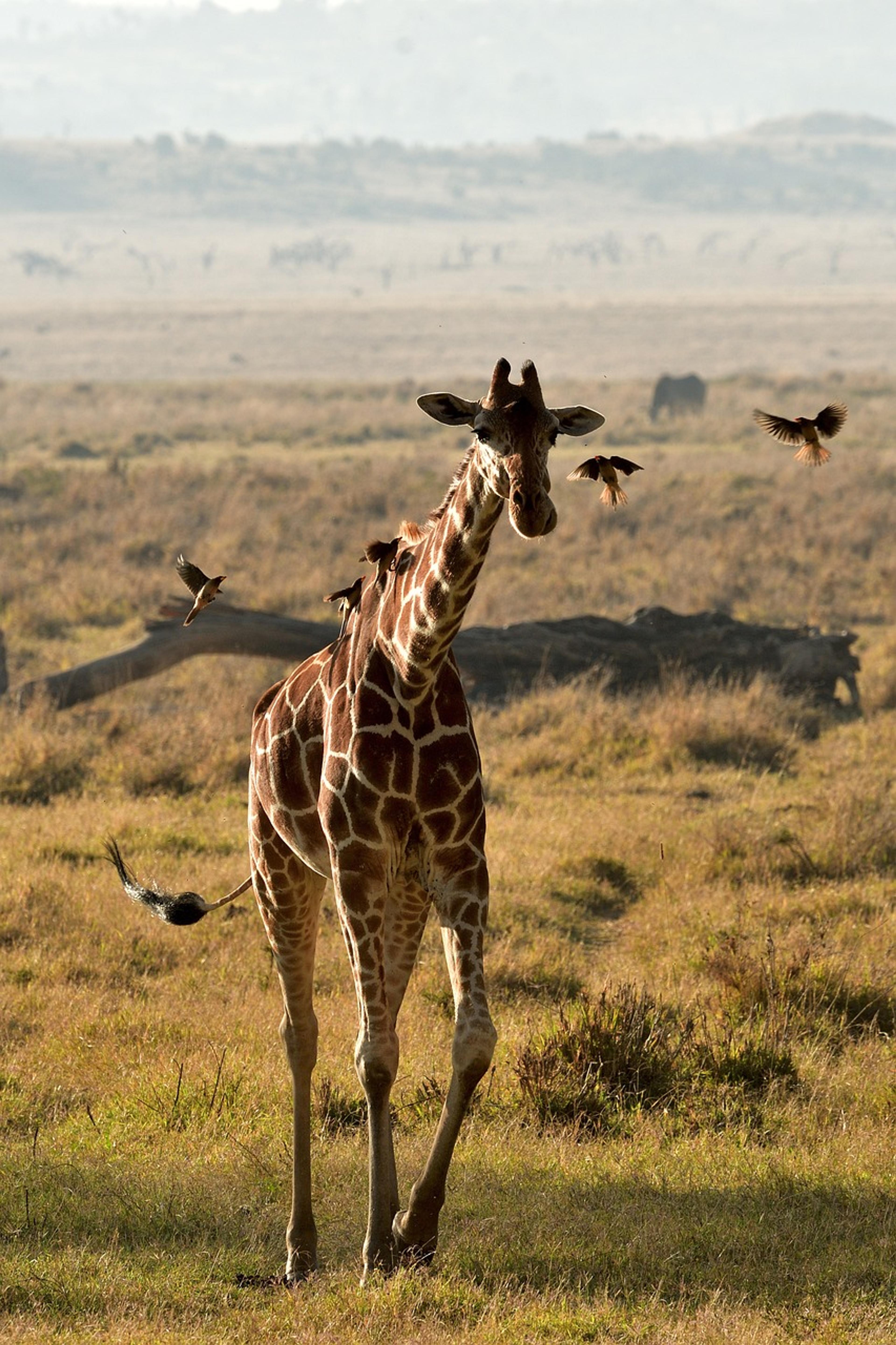 giraffe