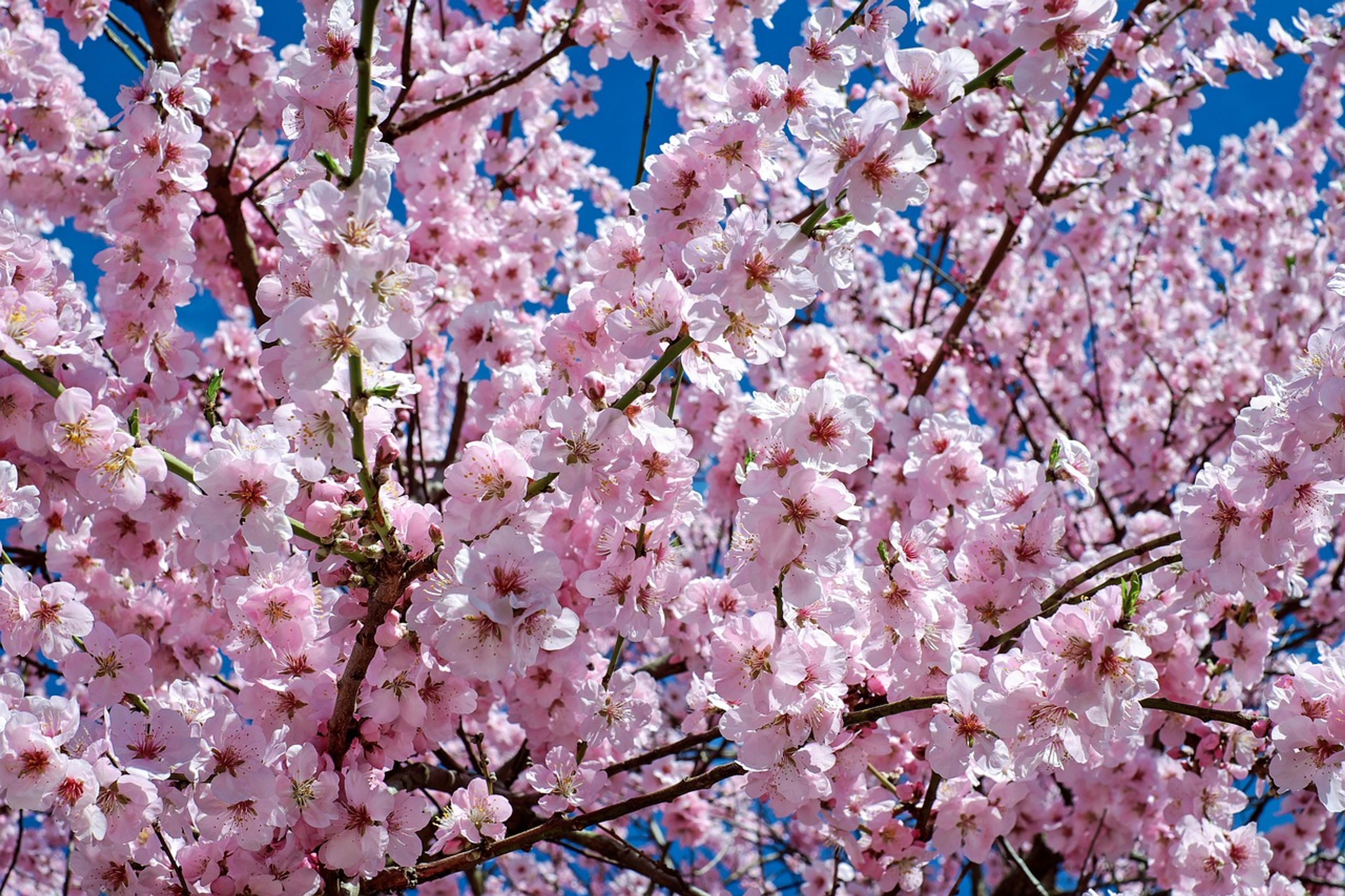 cherry blossom
