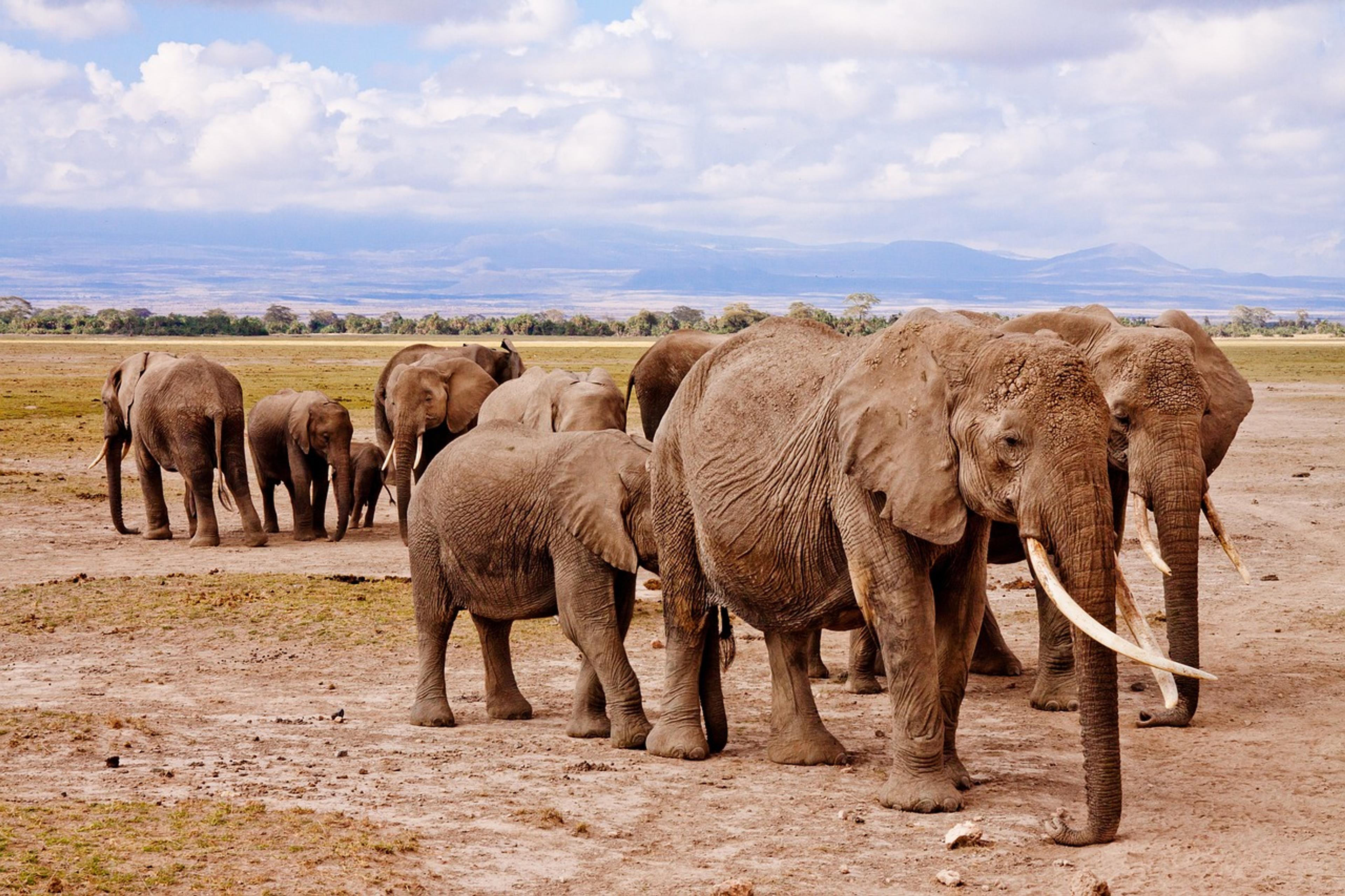 elephant