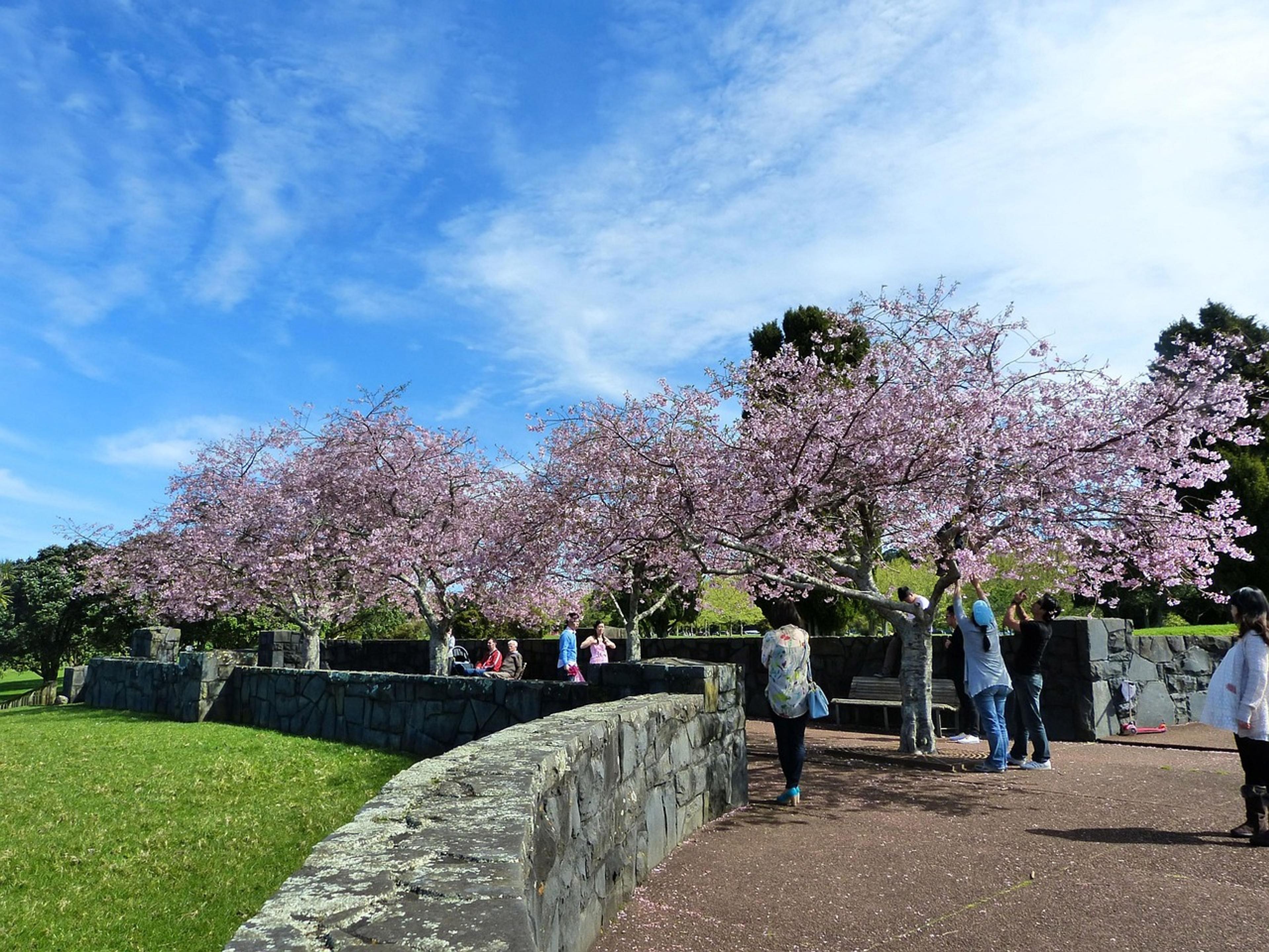 cherry blossom
