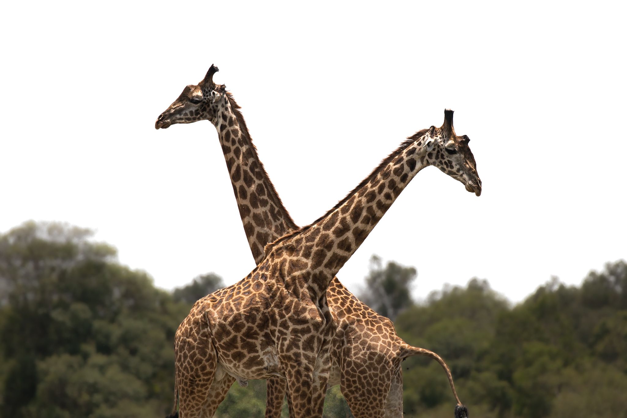 The Giraffe couple with a great formation of Love!
