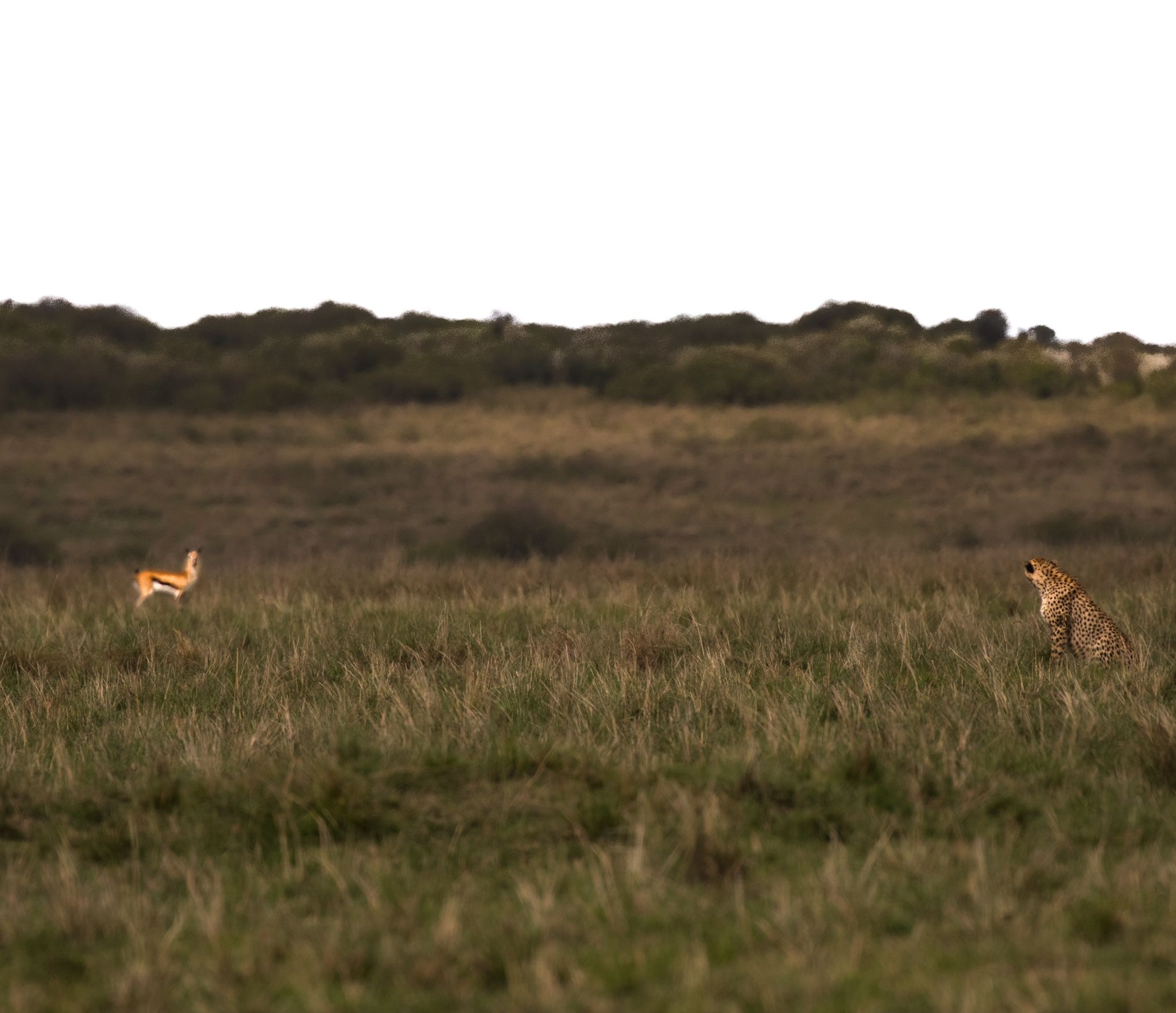 The Cheetah is staring at impala