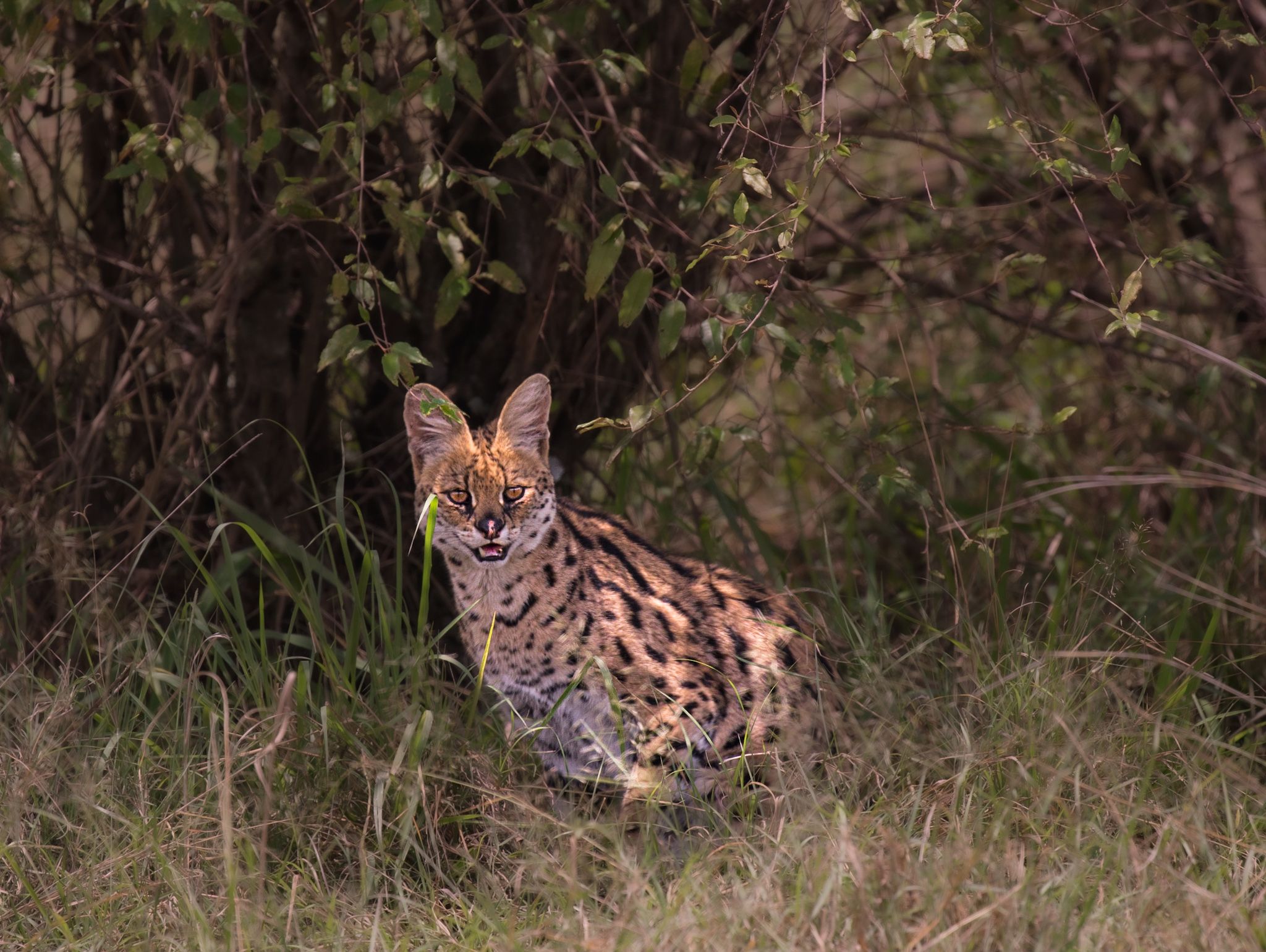Have I been spotted? (The serval Cat)