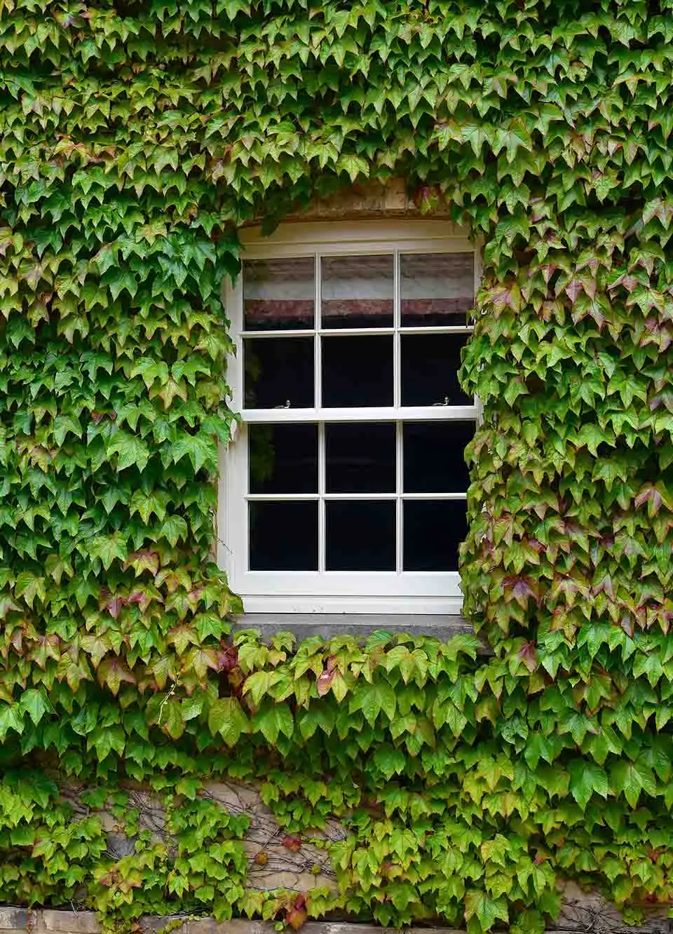 mumford and wood timber sash window