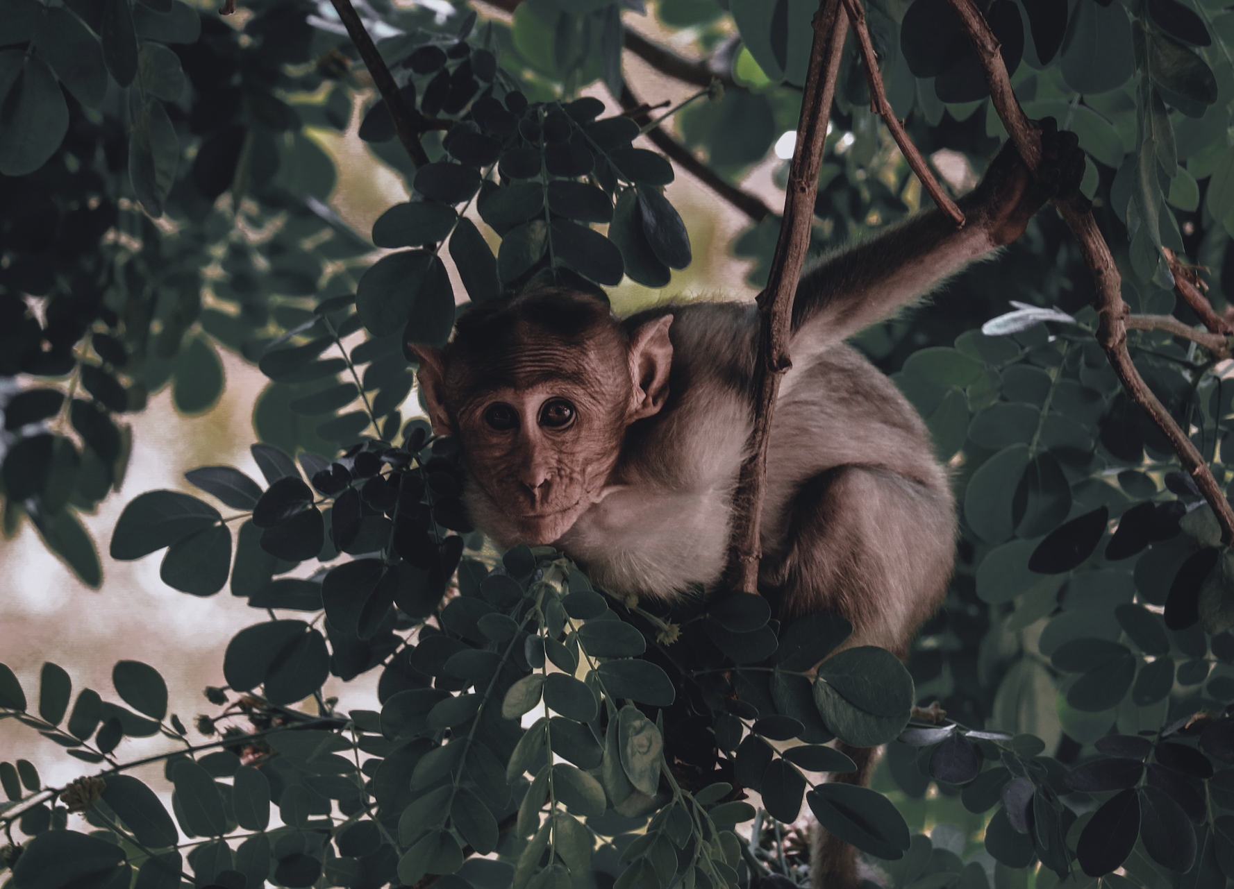 A monkey hanging in a tree looks into the camera