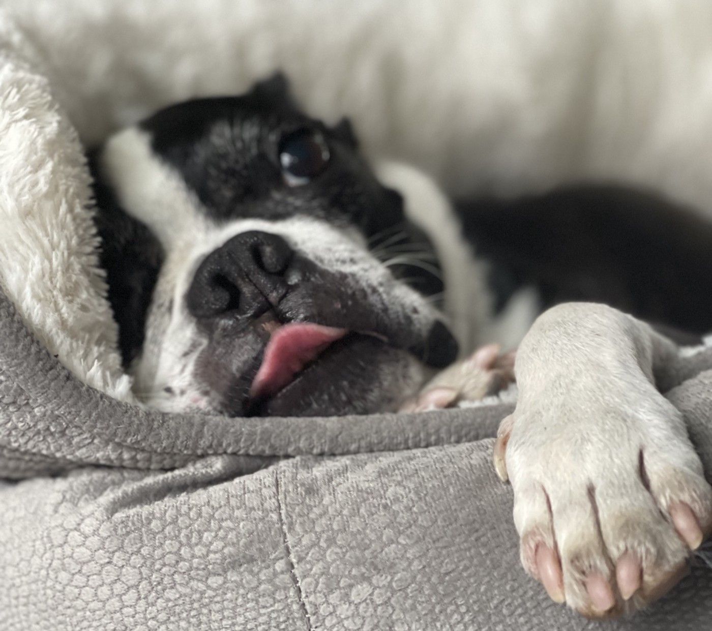 Close up of Boston Terrier, with its tongue out, laying in a dog bed.