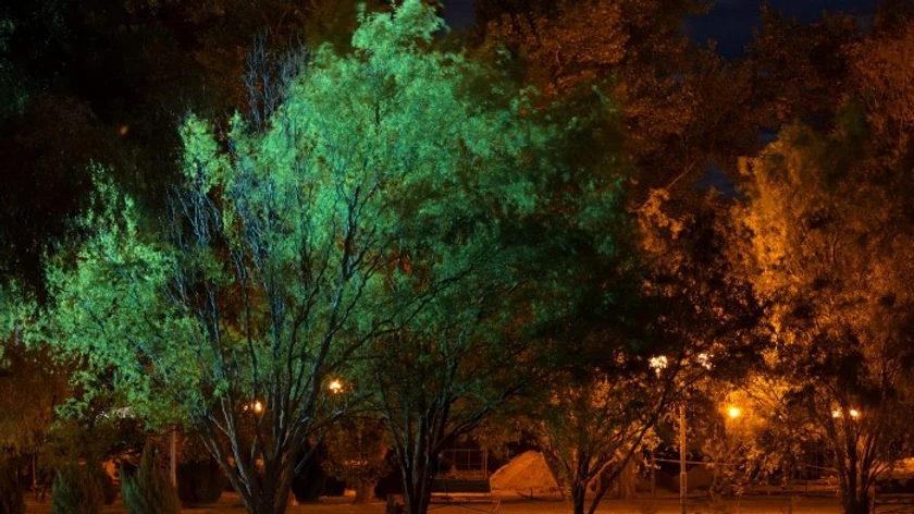 Trees at night lit by street lights.