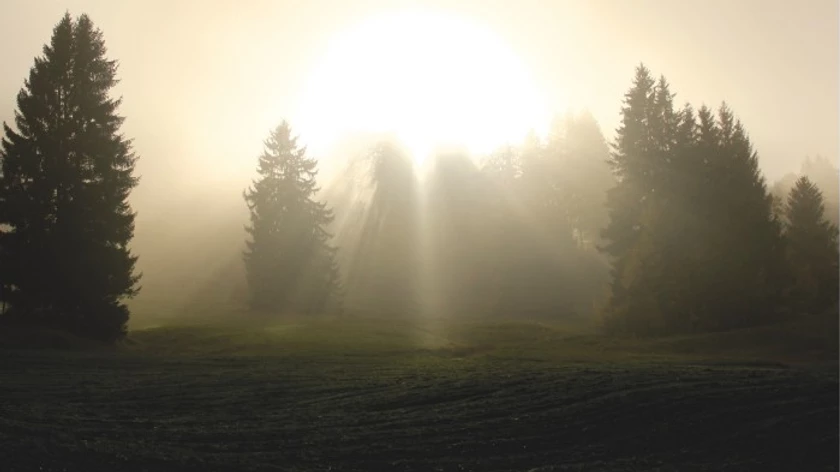 Sunbeams shining through pine trees.