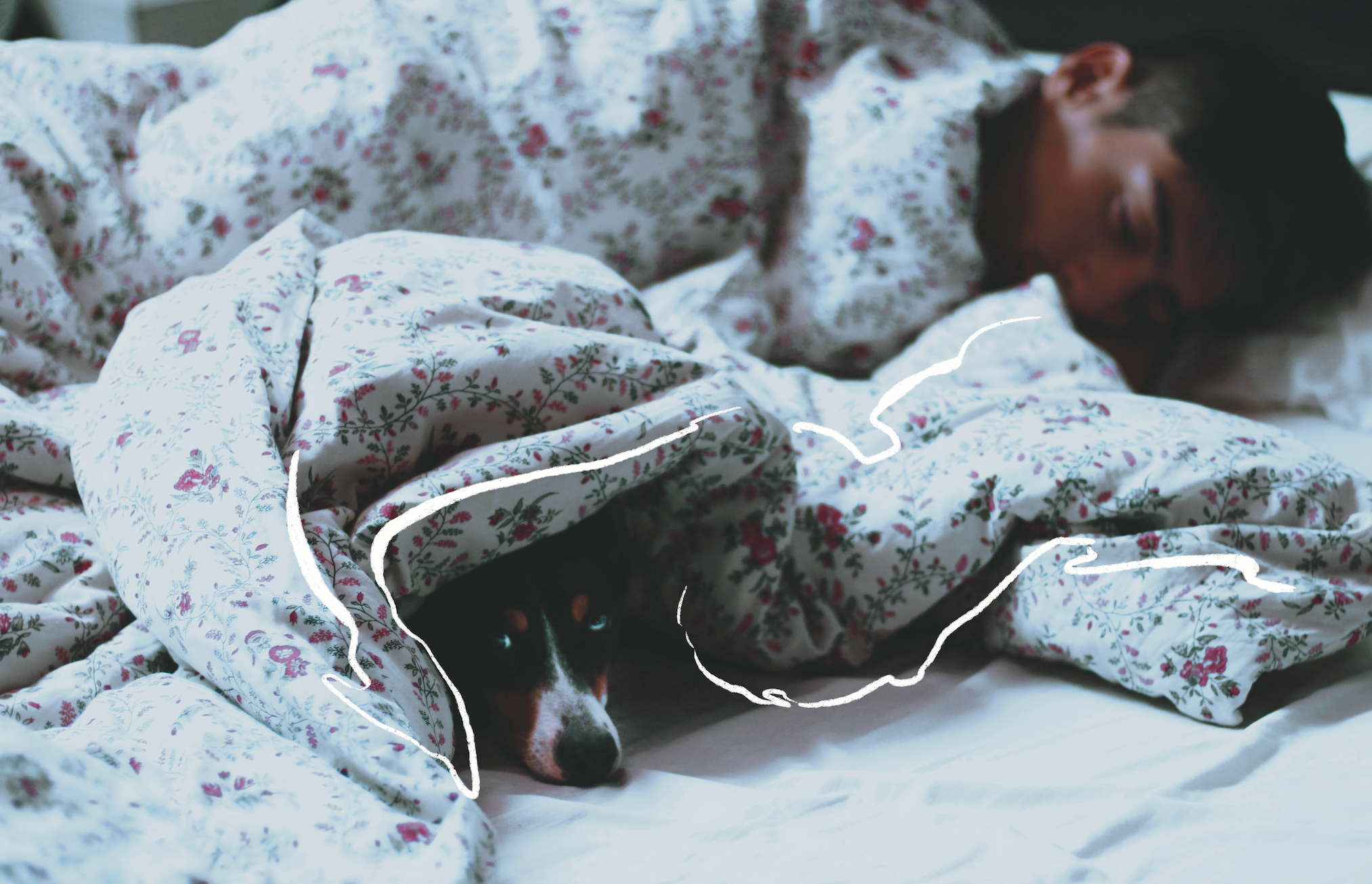 A dog lies under the covers, with just its head peaking out and its owner in the background sleeping