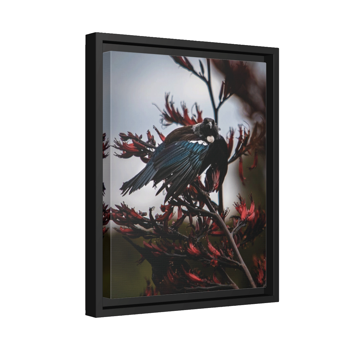 Tui in Flax 01 New Zealand Birdlife, Original Photography