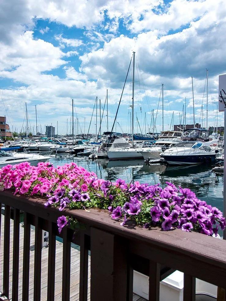 a wooden railing with pink and purple flowers overlooking a marina with boats