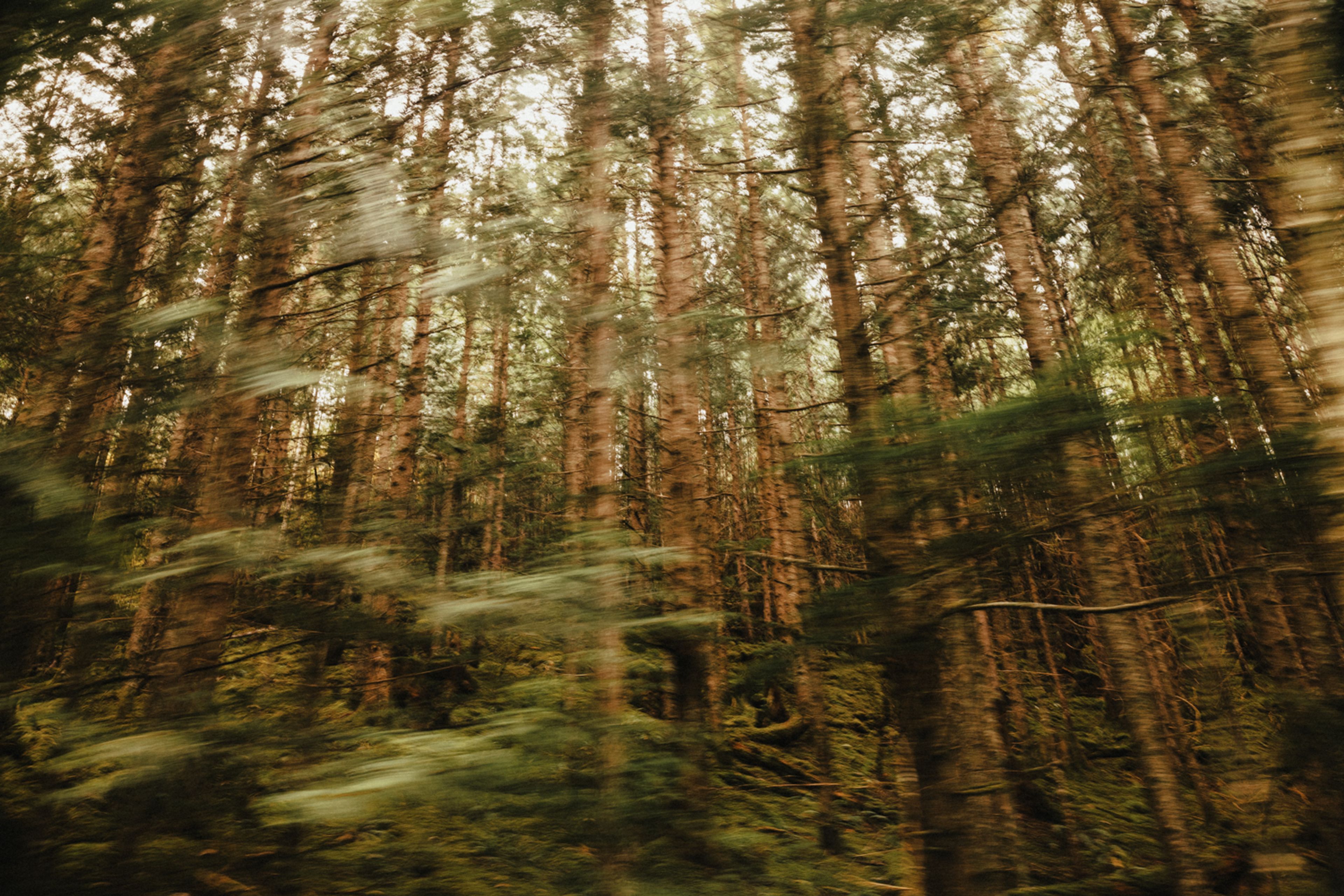 Trees in motion