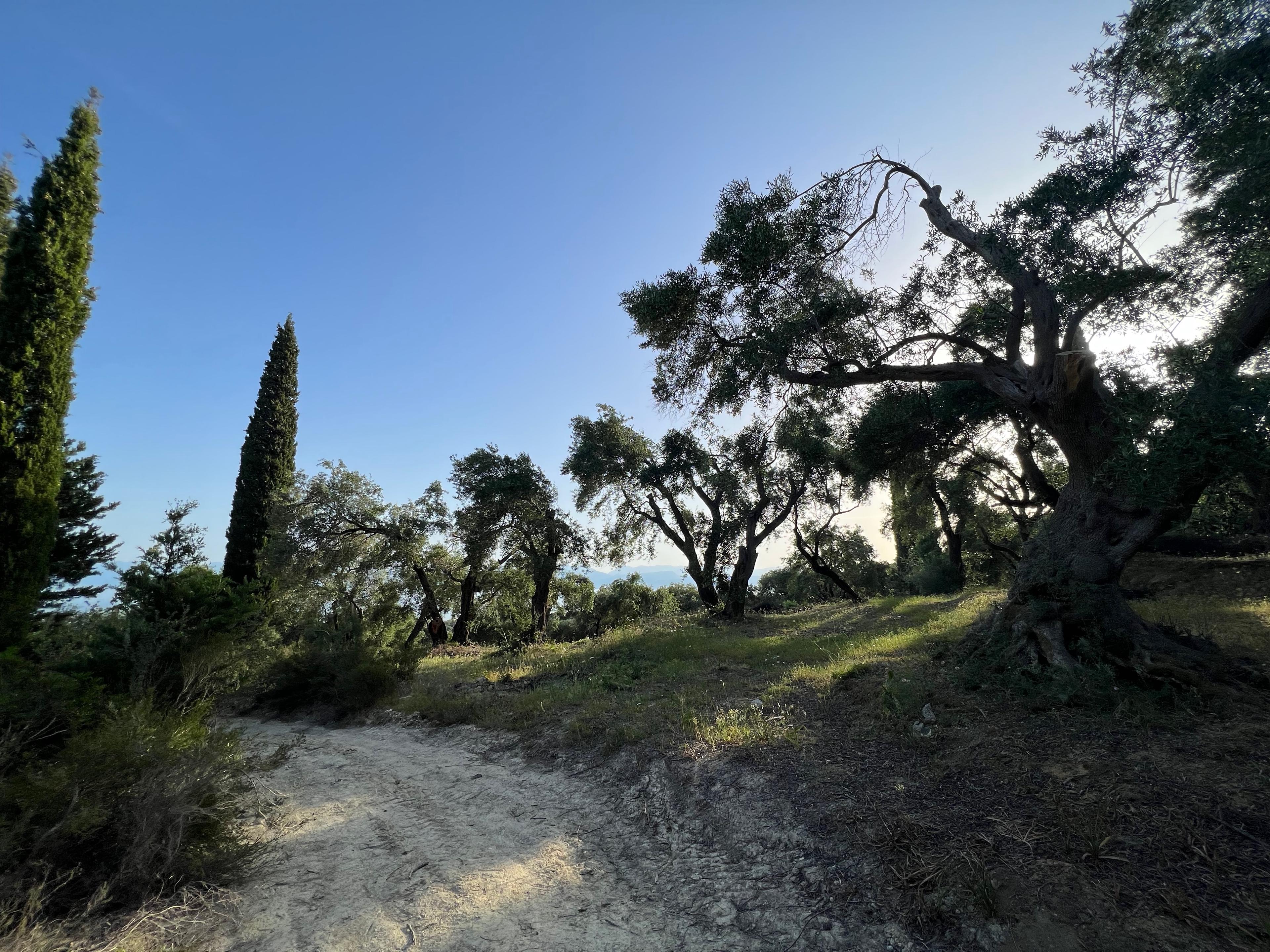 Climb through the olive groves