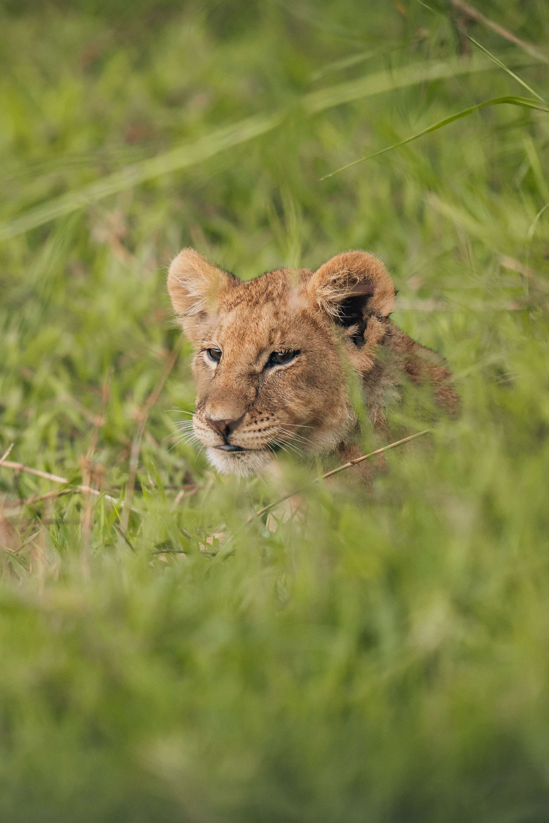 Wildlife Hero Lion Cub In Grass Background Tanzania