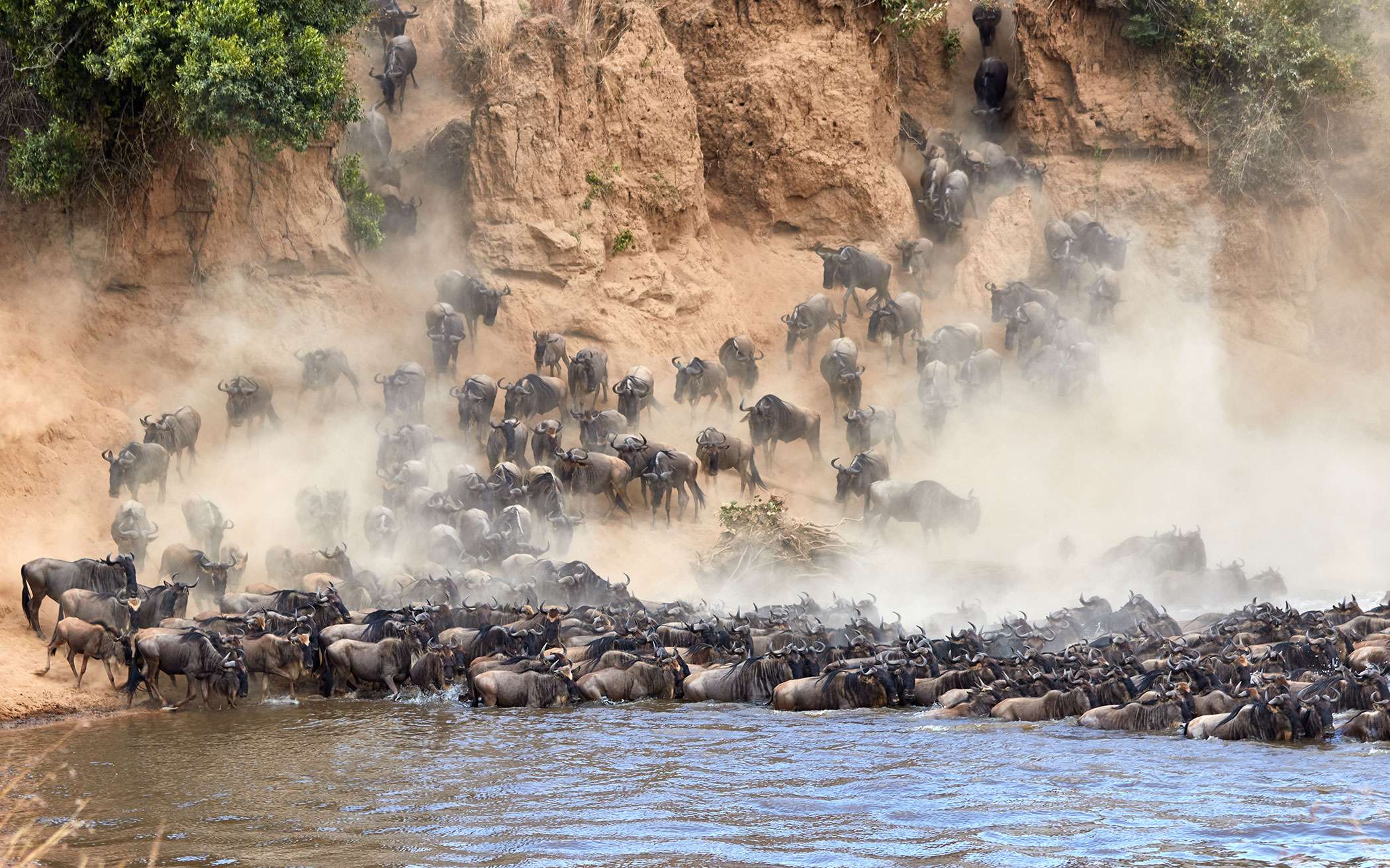 Great Migration Hero Wildebeest River Crossing Background The Great Migration