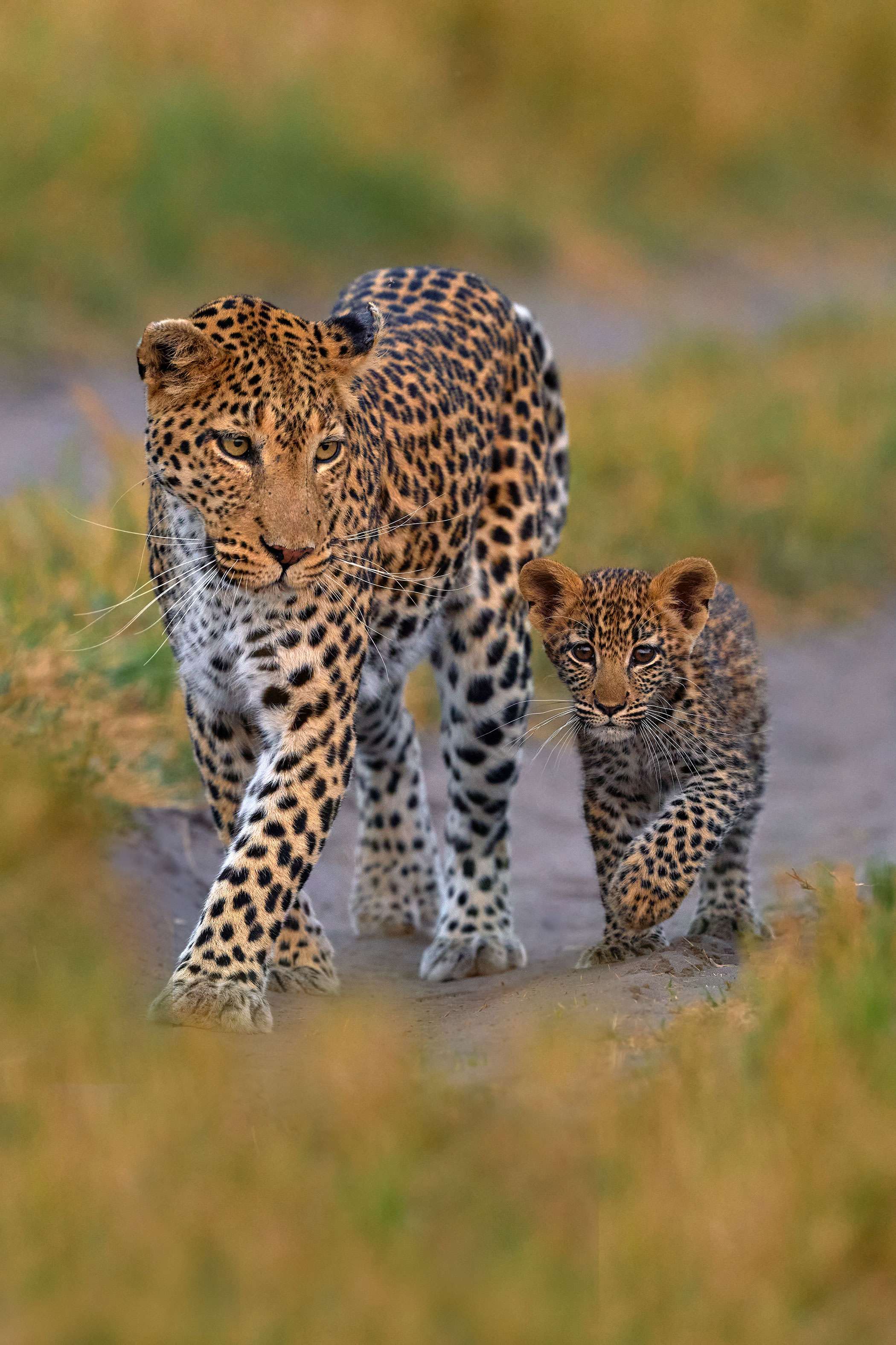 Home Hero Leopard Mother And Cub Background Botswana
