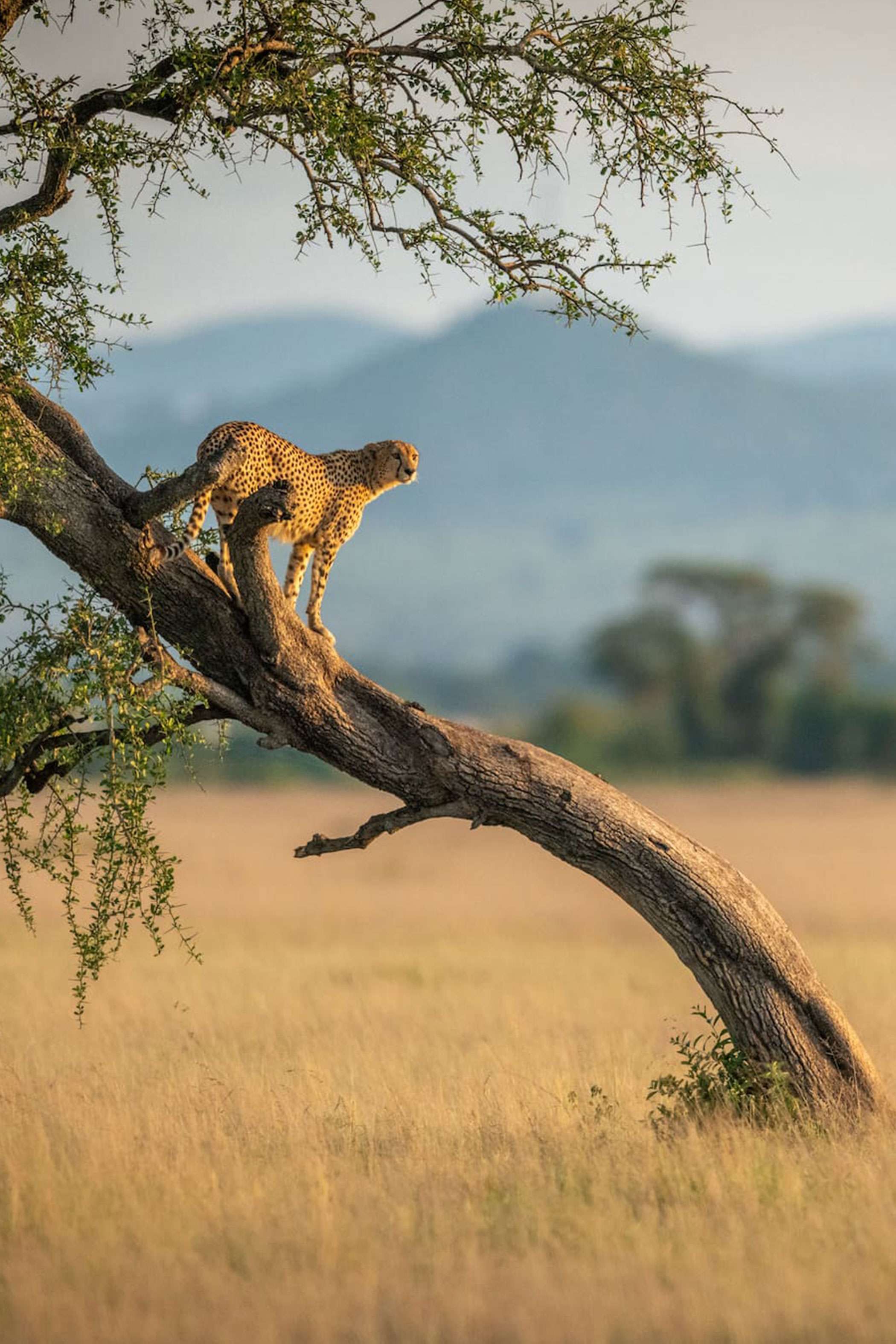 Kenya Destination Hero Cheetah In Tree Background Kenya