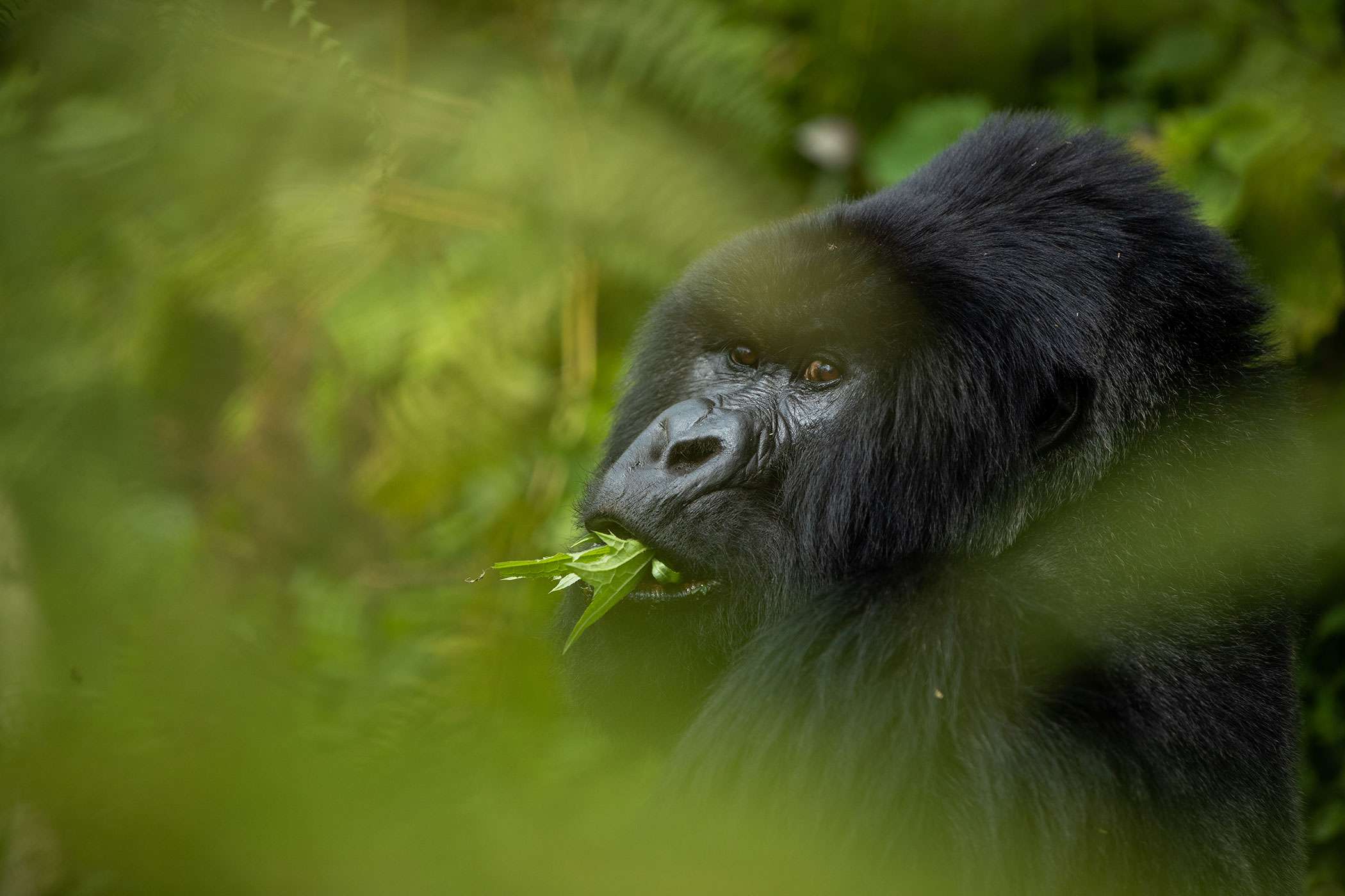 Gorilla Trekking Hero Mountain Gorilla Eating Background Gorilla Trekking