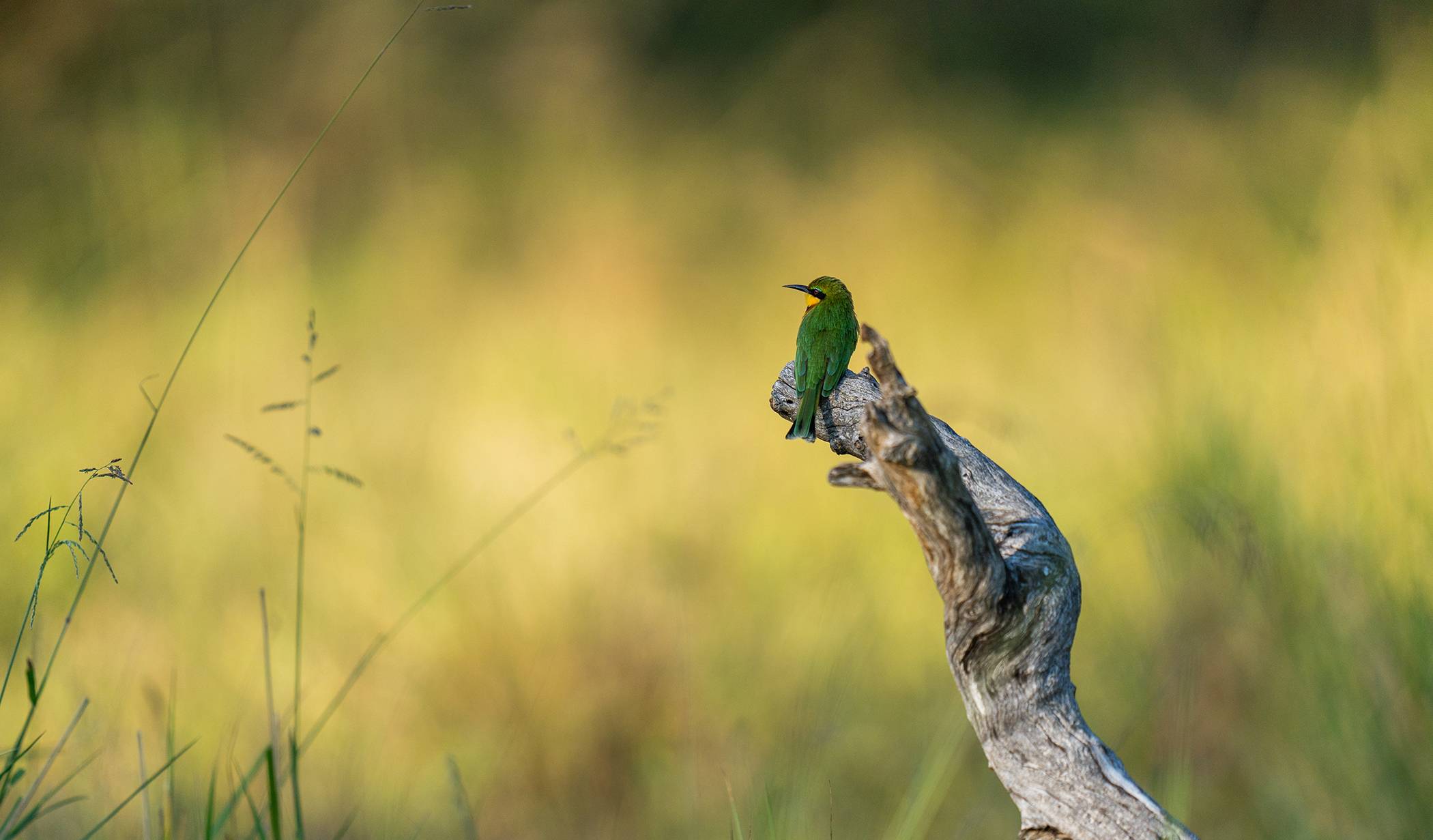 Safari lodge landscape