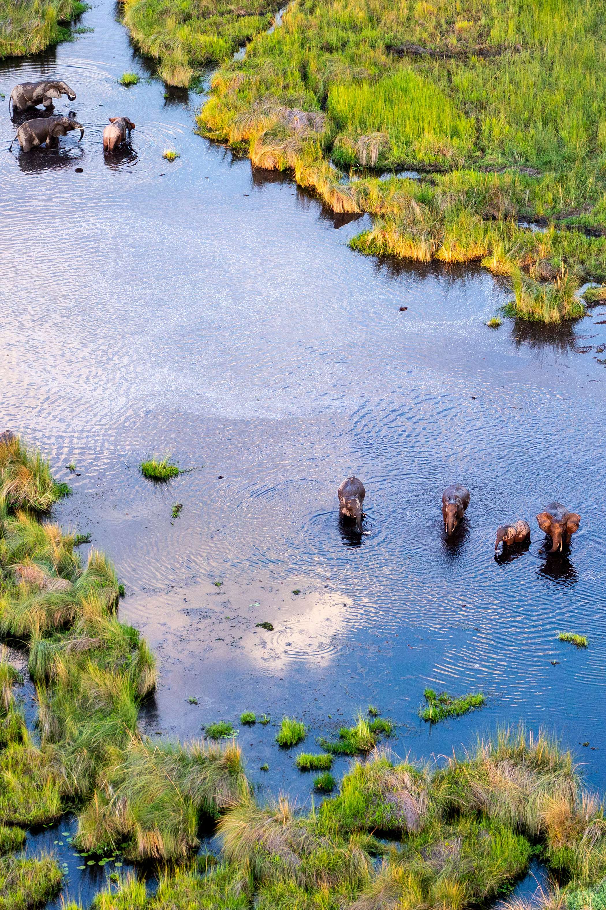 Conservation Interest Hero Aerial Elephants Wetland Background Okavango Delta