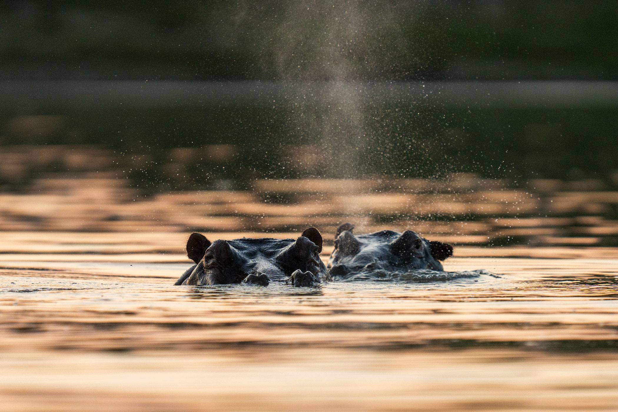 Hippos in their natural habitat